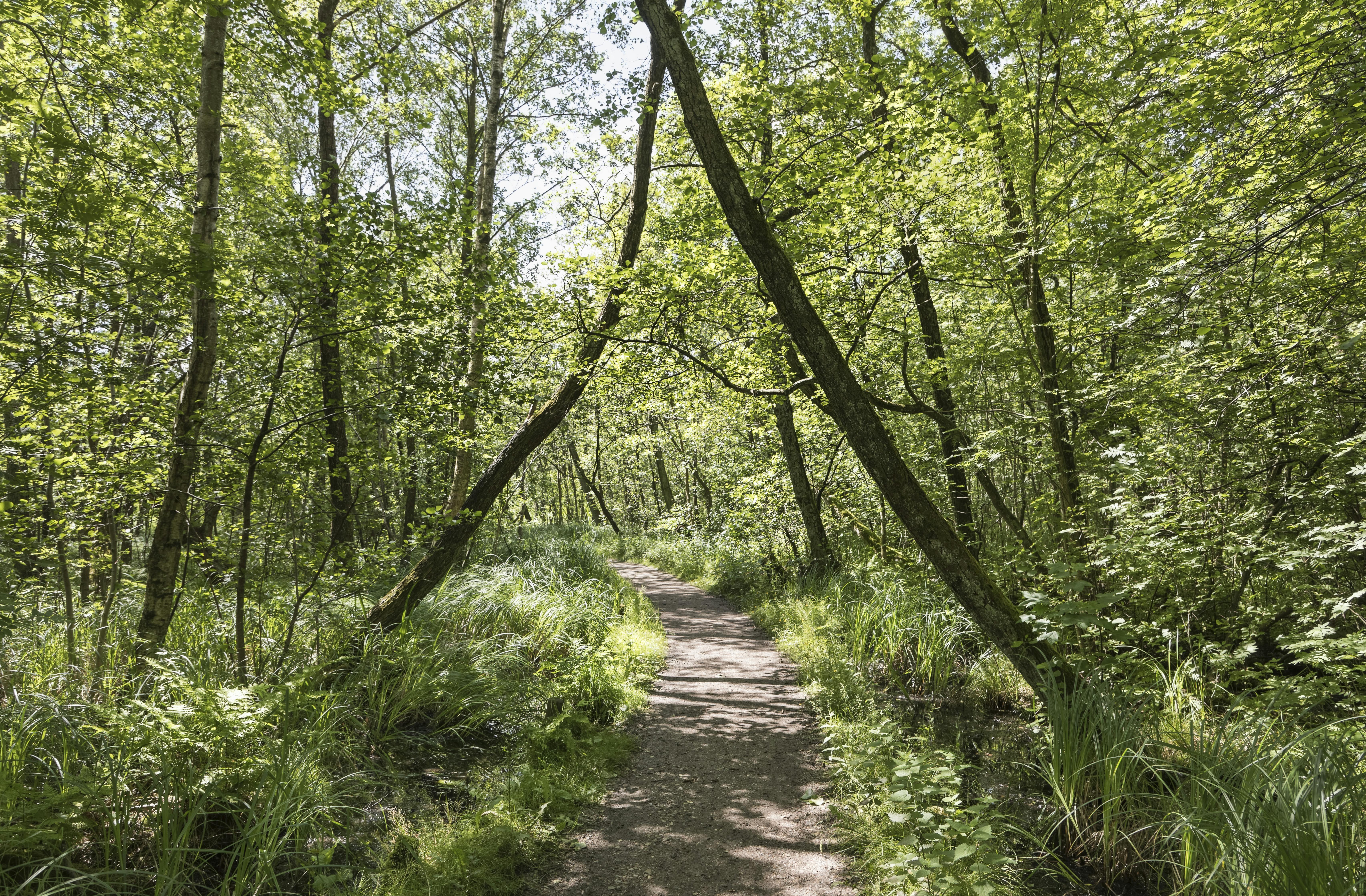 Kan du ikke få nok at smuk, vild natur? Så skal du et smut forbi Lyngby Sø! Lyngby Sø