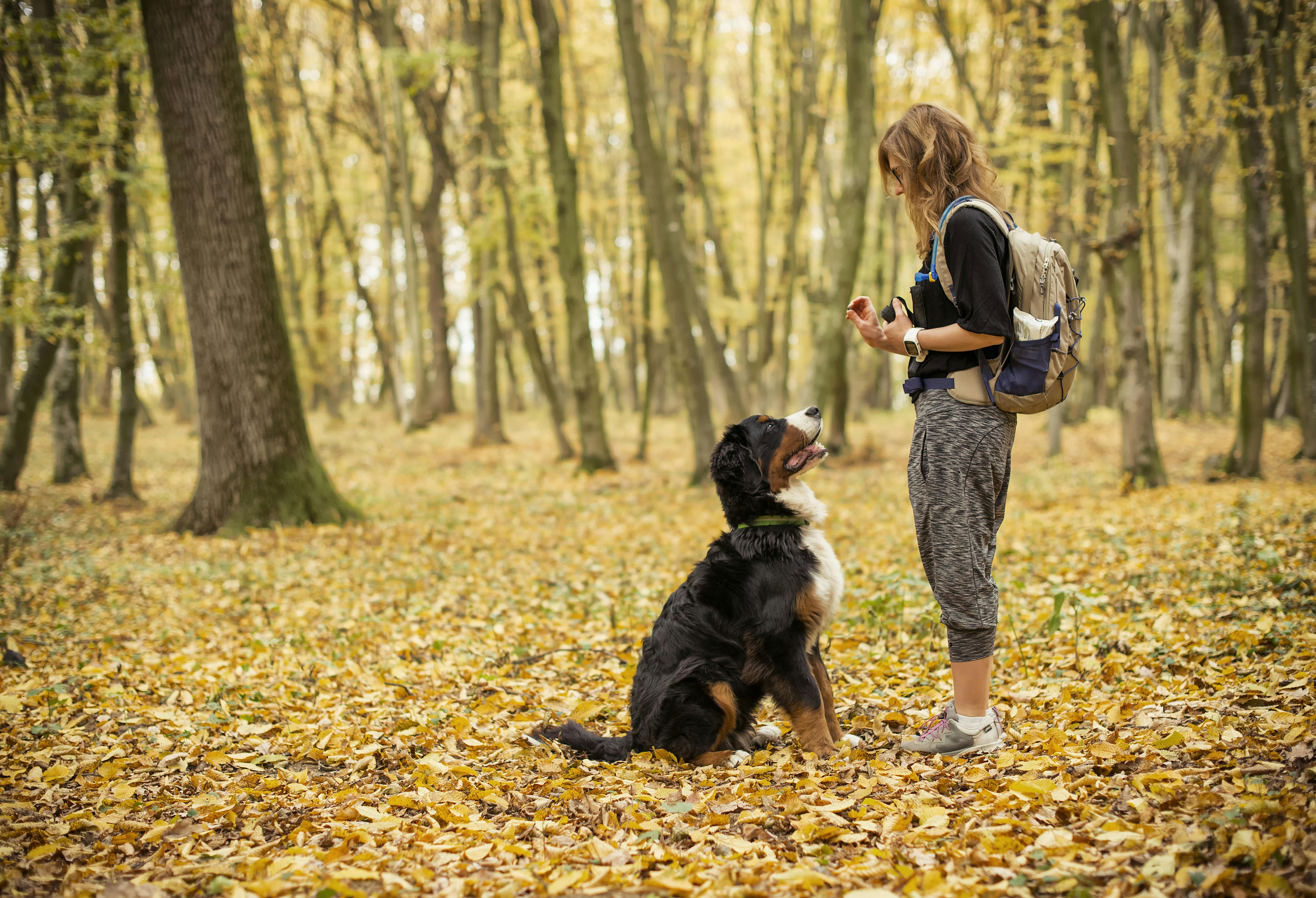 Tur med hund: gå tur med hund
