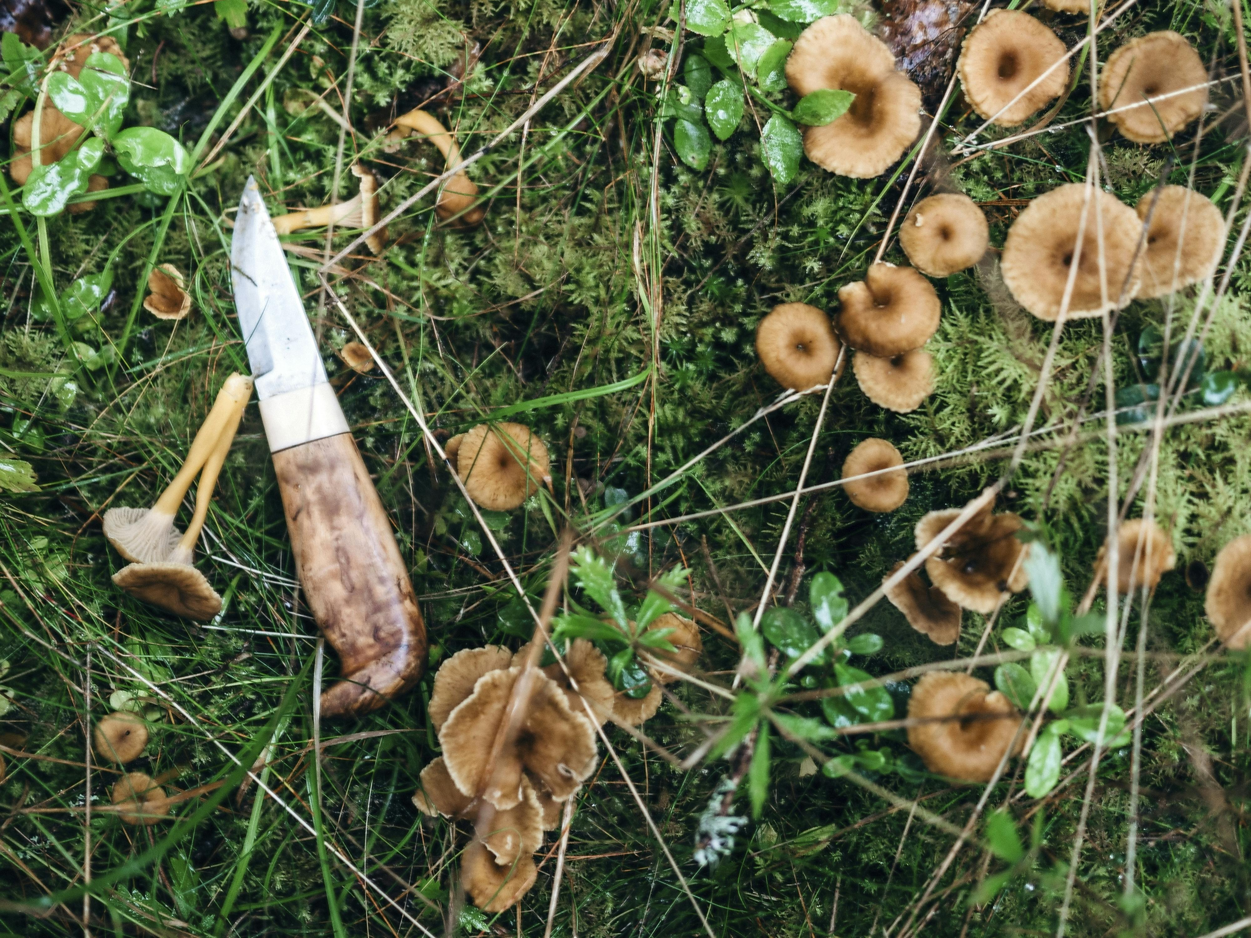 Skal du med ud at sanke? Billede til sommeroplevelser i Danmark