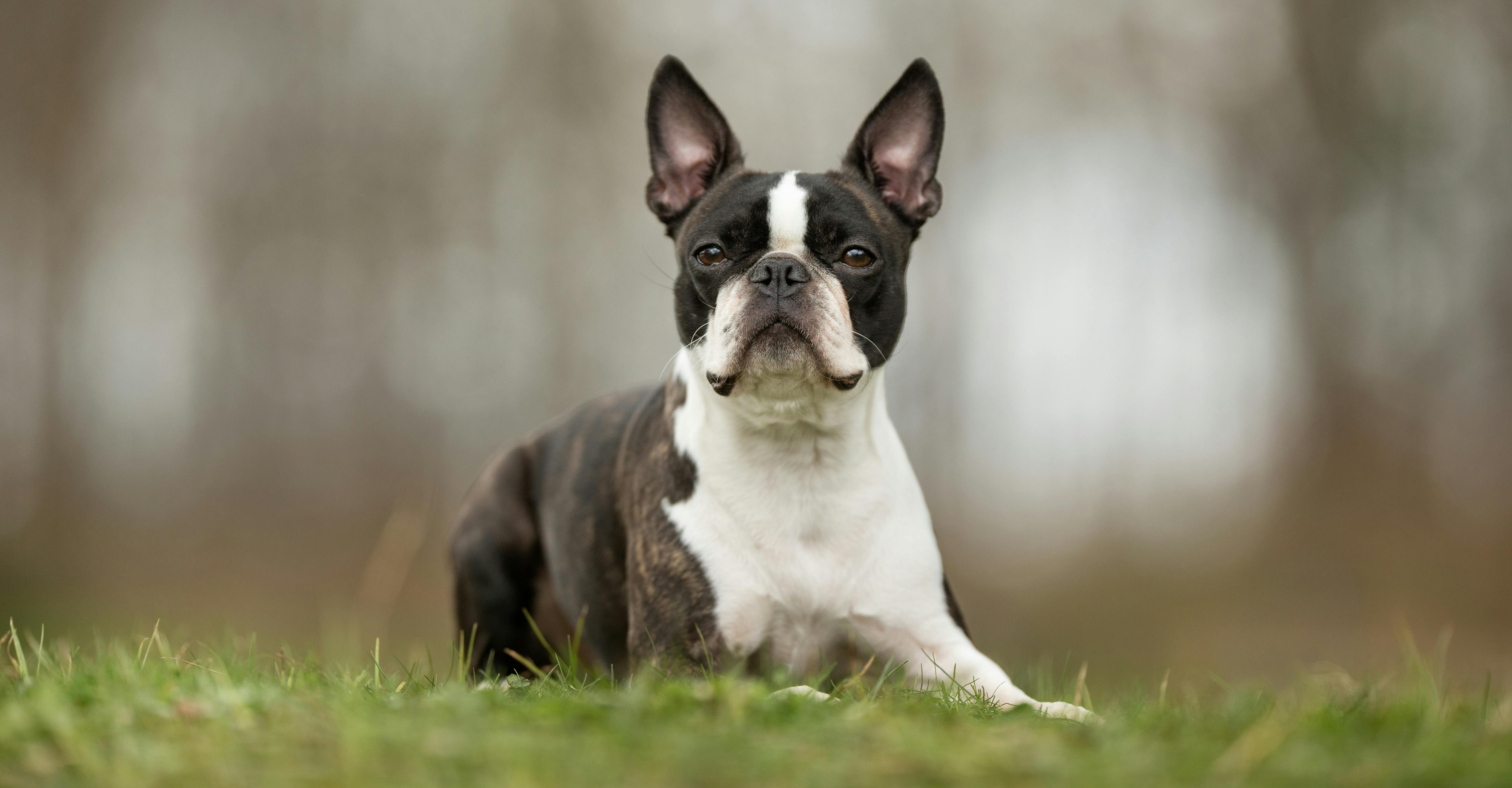 En Boston Terrier passer godt til stjernetegnet Skytten. Den perfekte hund til en Skytte er en Boston Terrier