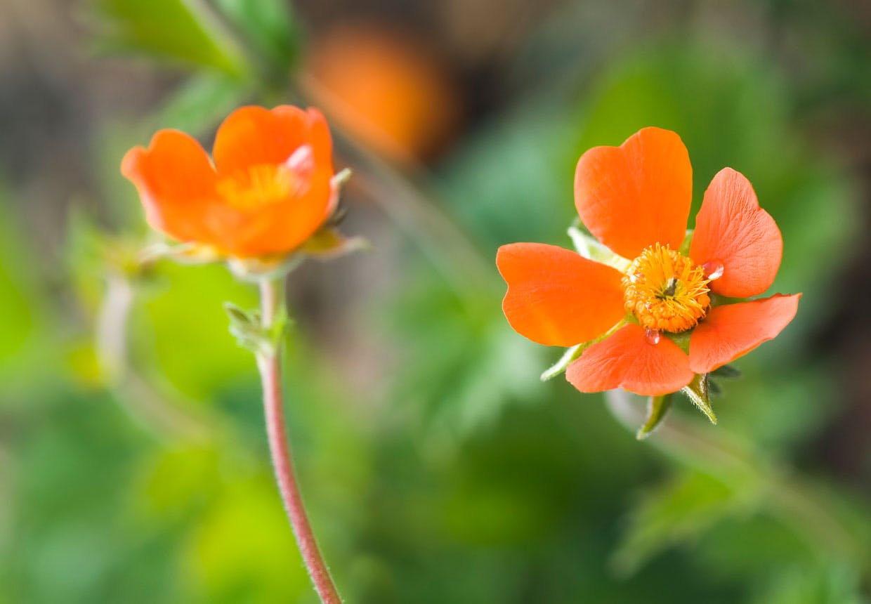 Nellikerod (Geum hybridum) Nellikerod (Geum hybridum)