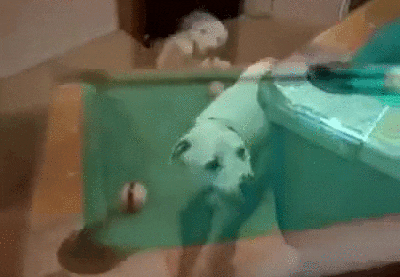 Klok hund