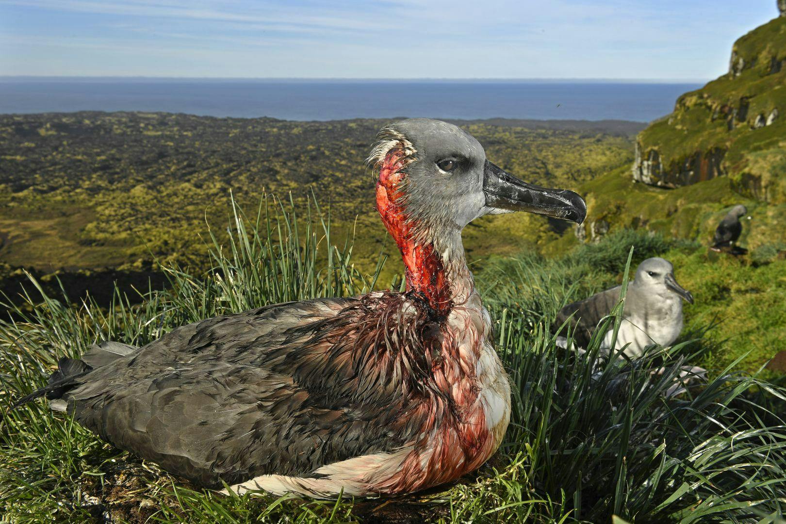World Press Photo 2018 - Haavoittunut albatrossi Etelä-Afrikassa.