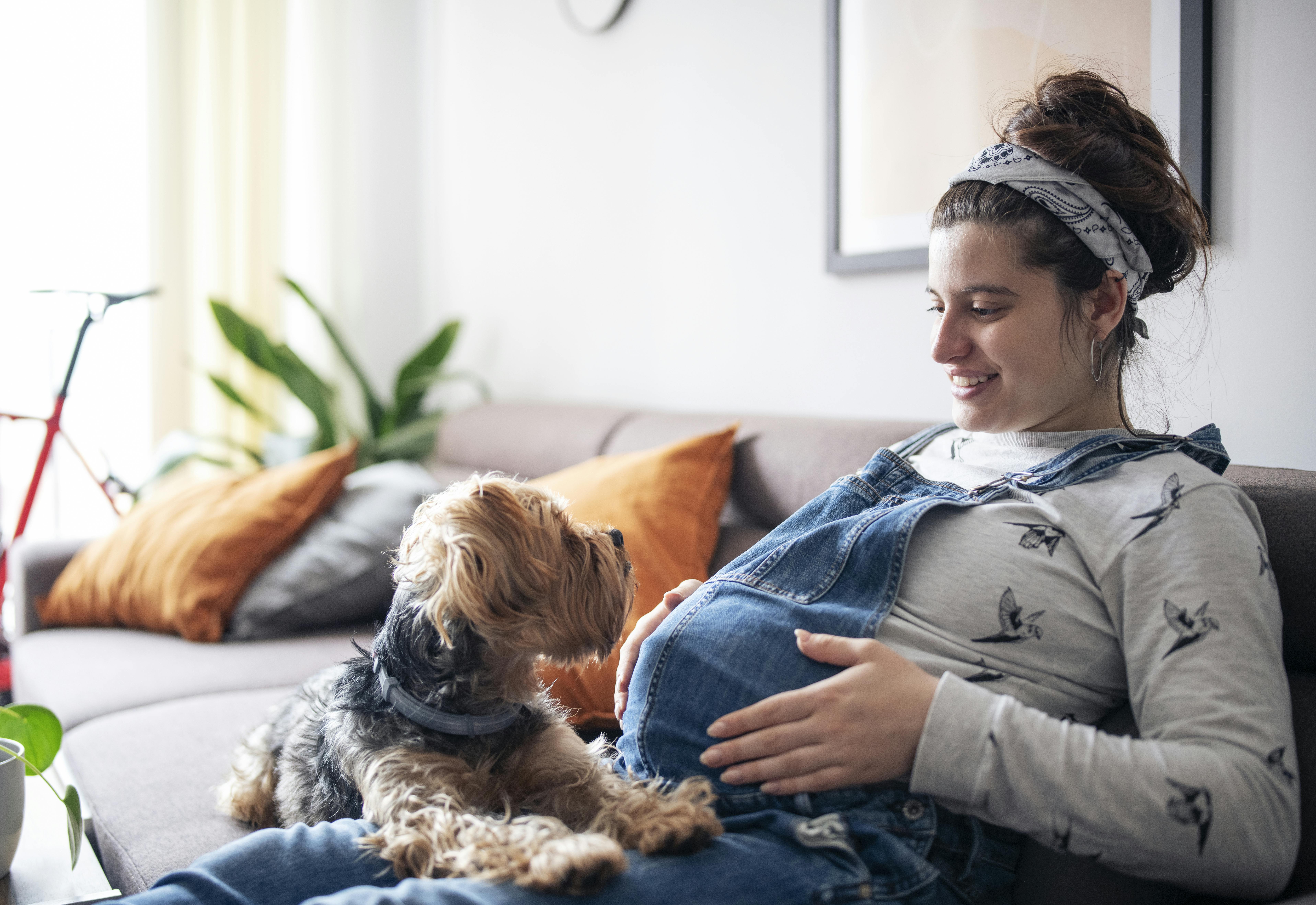 Når du er gravid i uge 39, er fostret på størrelse med et græskar. Kvinde, der er gravid i uge 39, sidder på sofaen med sin hund