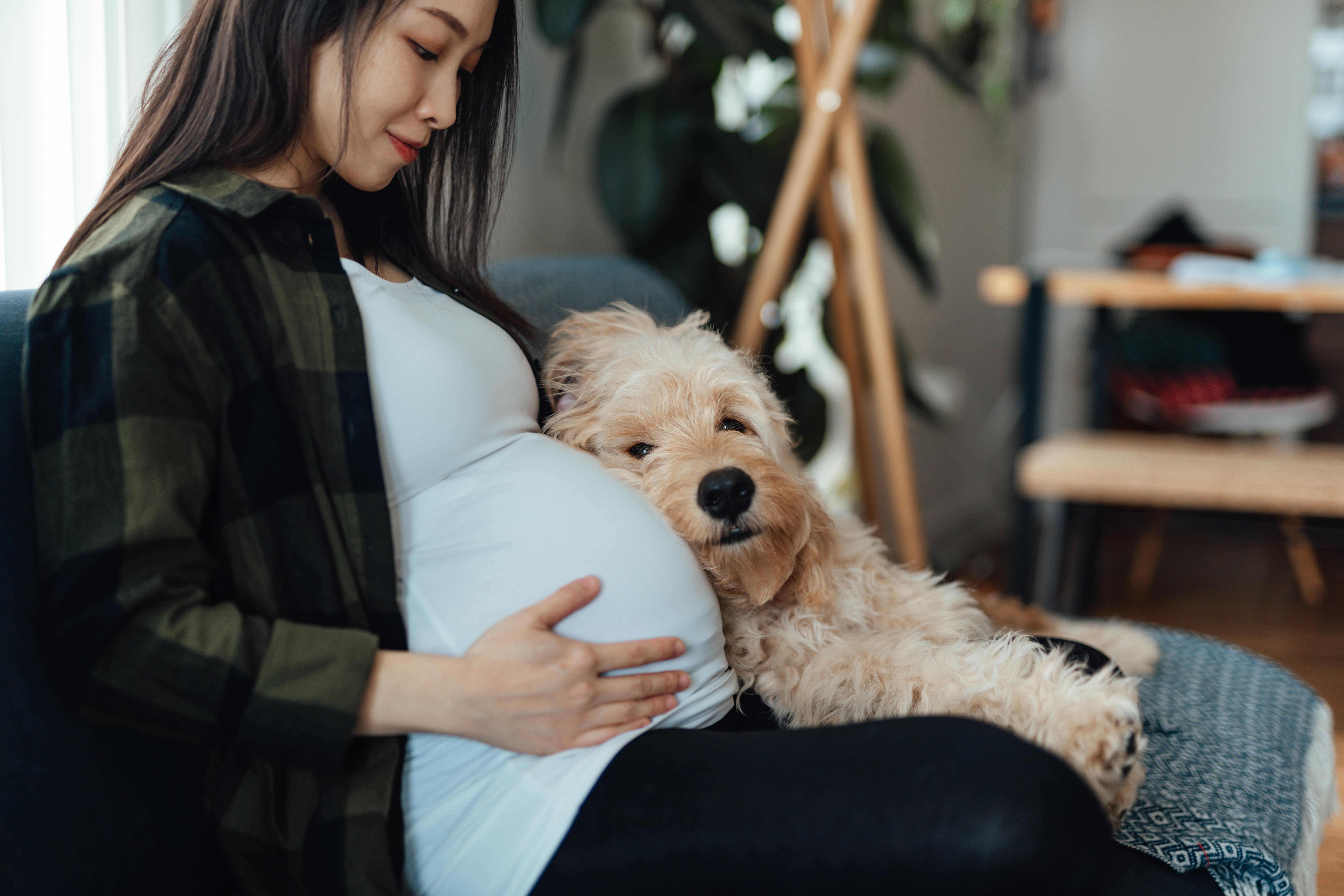 Maven vokser hurtigt, når du er gravid i uge 31. Kvinde, som er gravid i uge 31, sidder med sin hund på sofaen