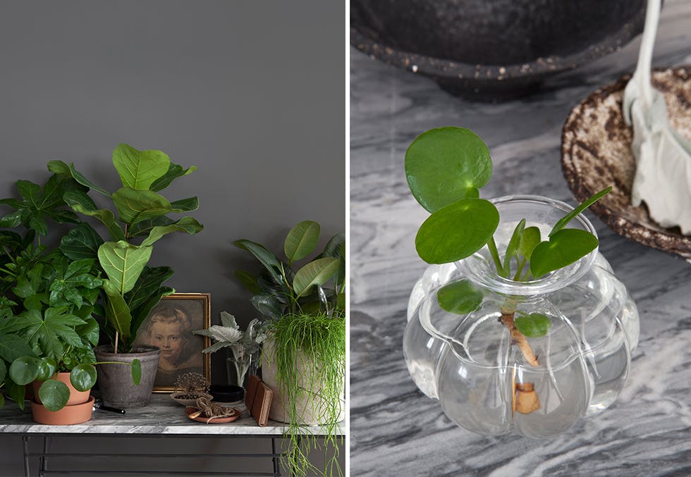 interiør med grønne planter