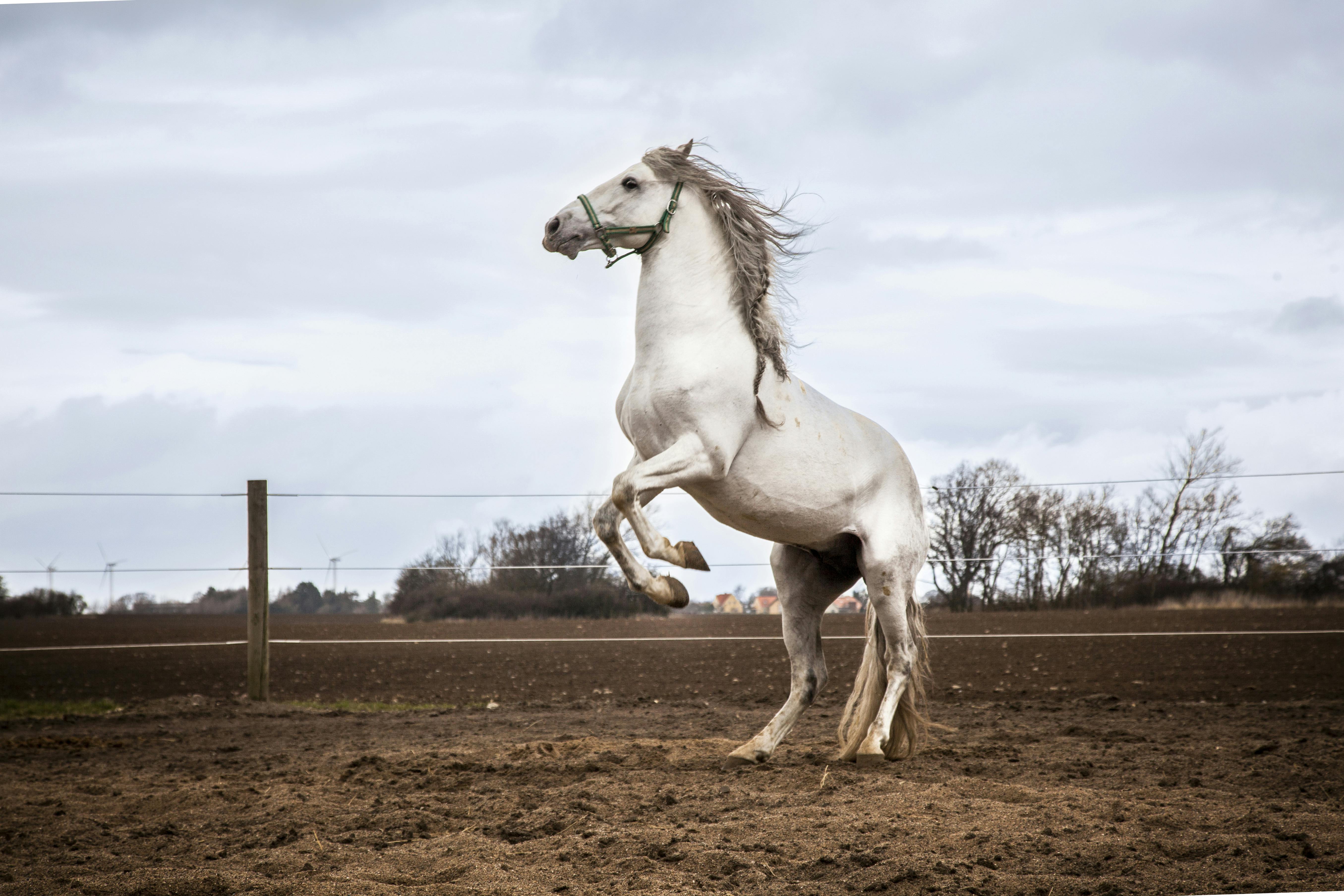 Hest der stejler.