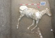Sensasjon: Arkeologer finner hest i Pompeii