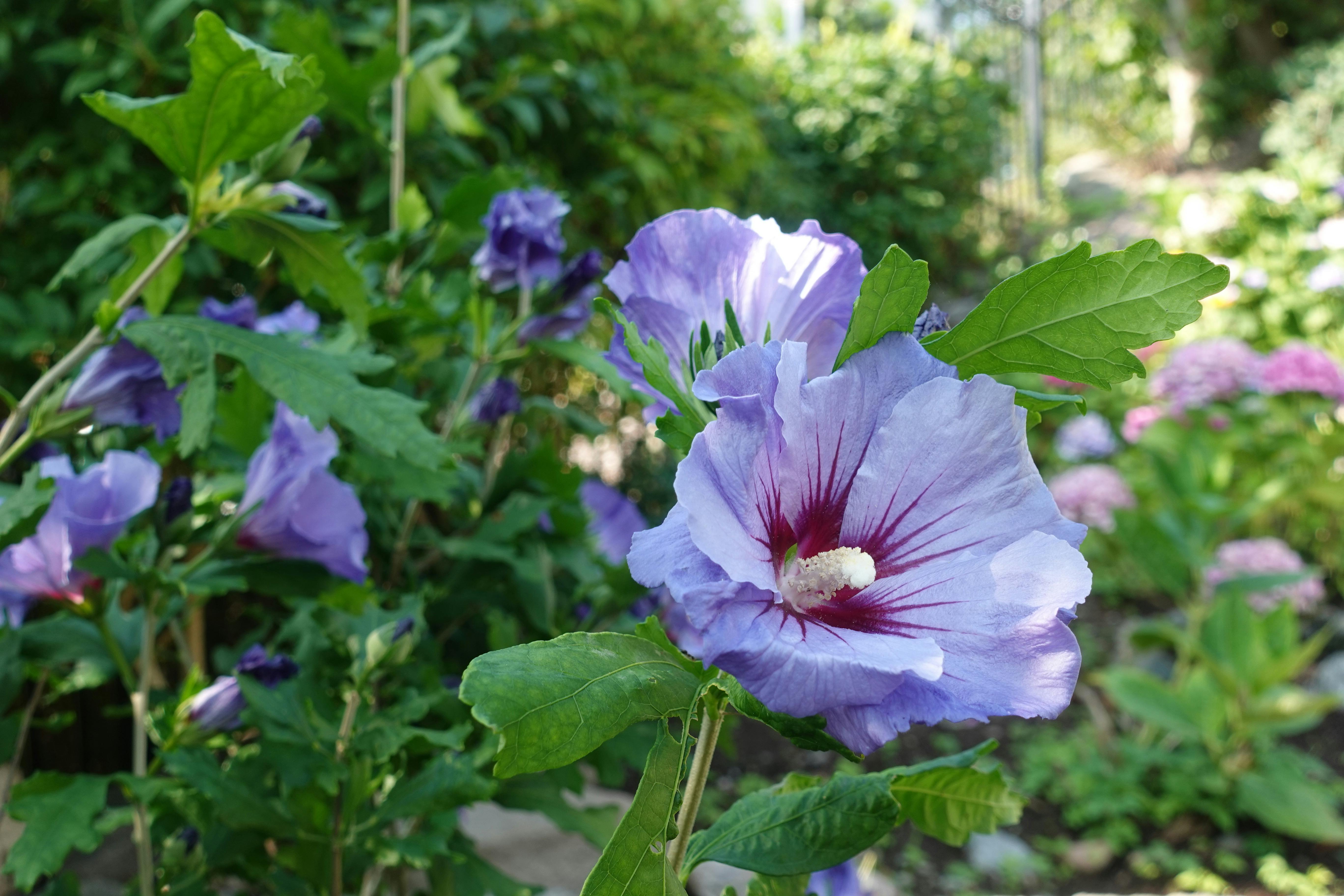 Hibiskus hawairose i Drøbak