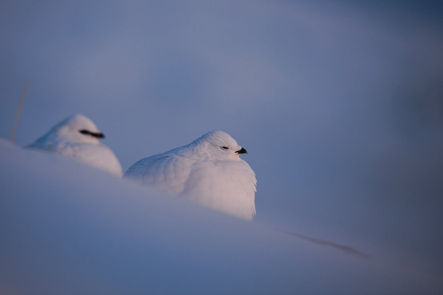 Naturfotograf Morten Hilmer er guide på leserreisen til Svalbard