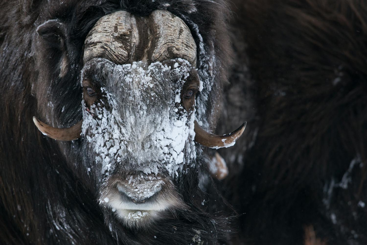 Moskusokse Moskusokse fotografert på Dovrefjell