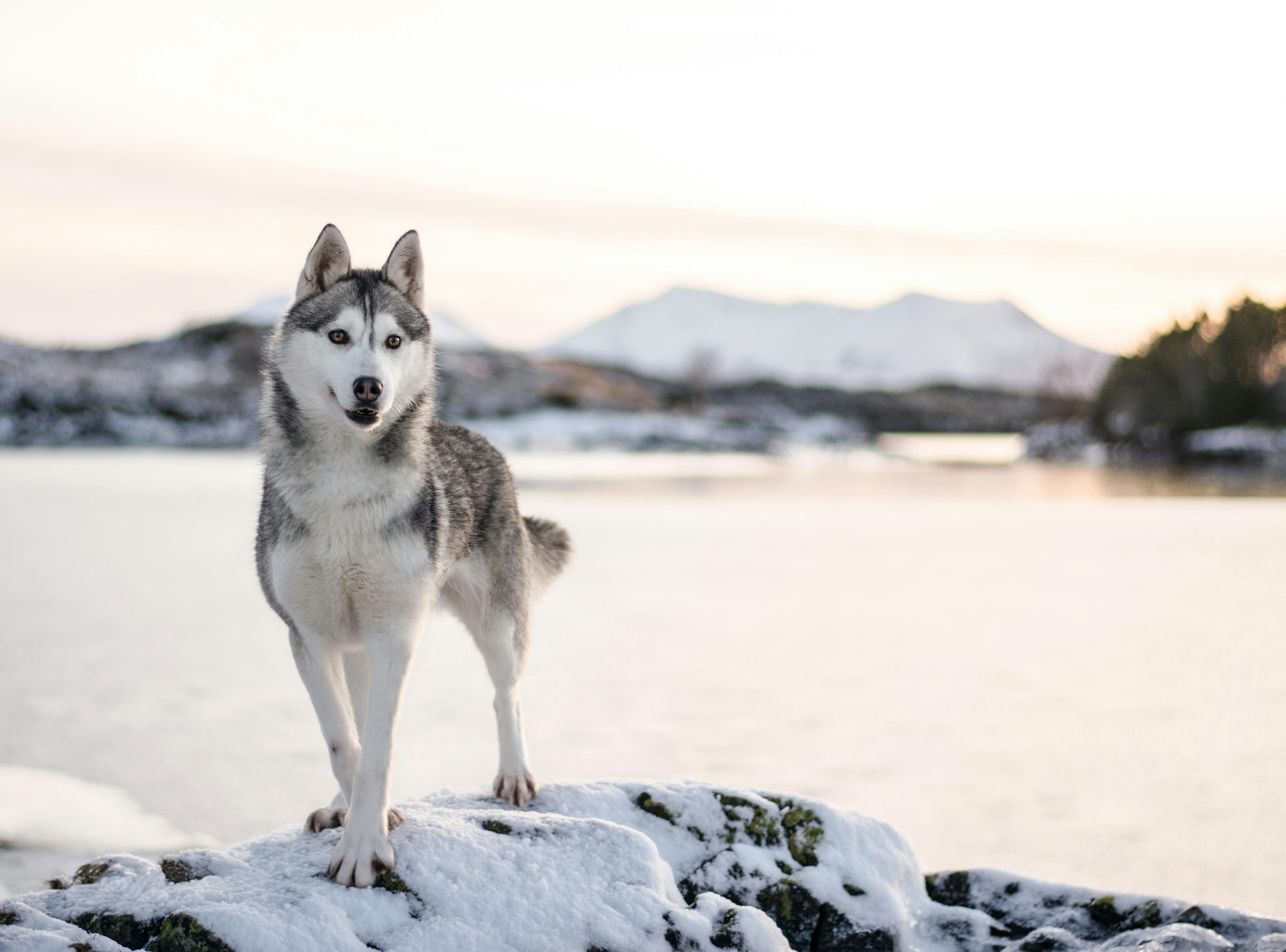 Siberian husky vid sjön på ön Smøla