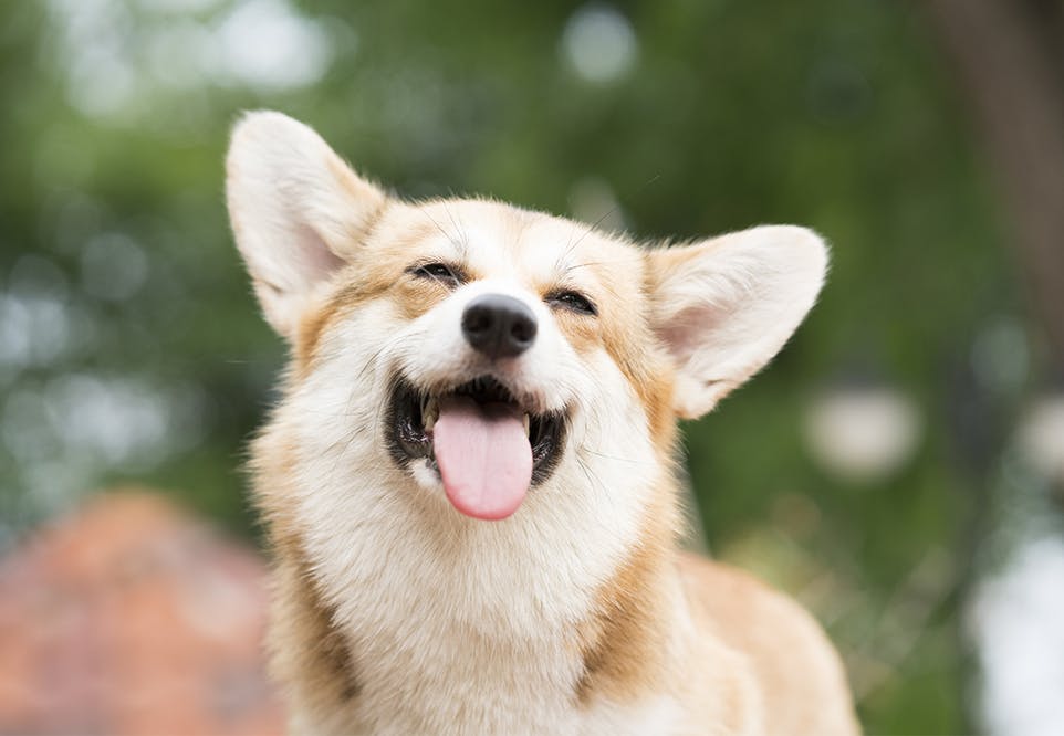 Corgi