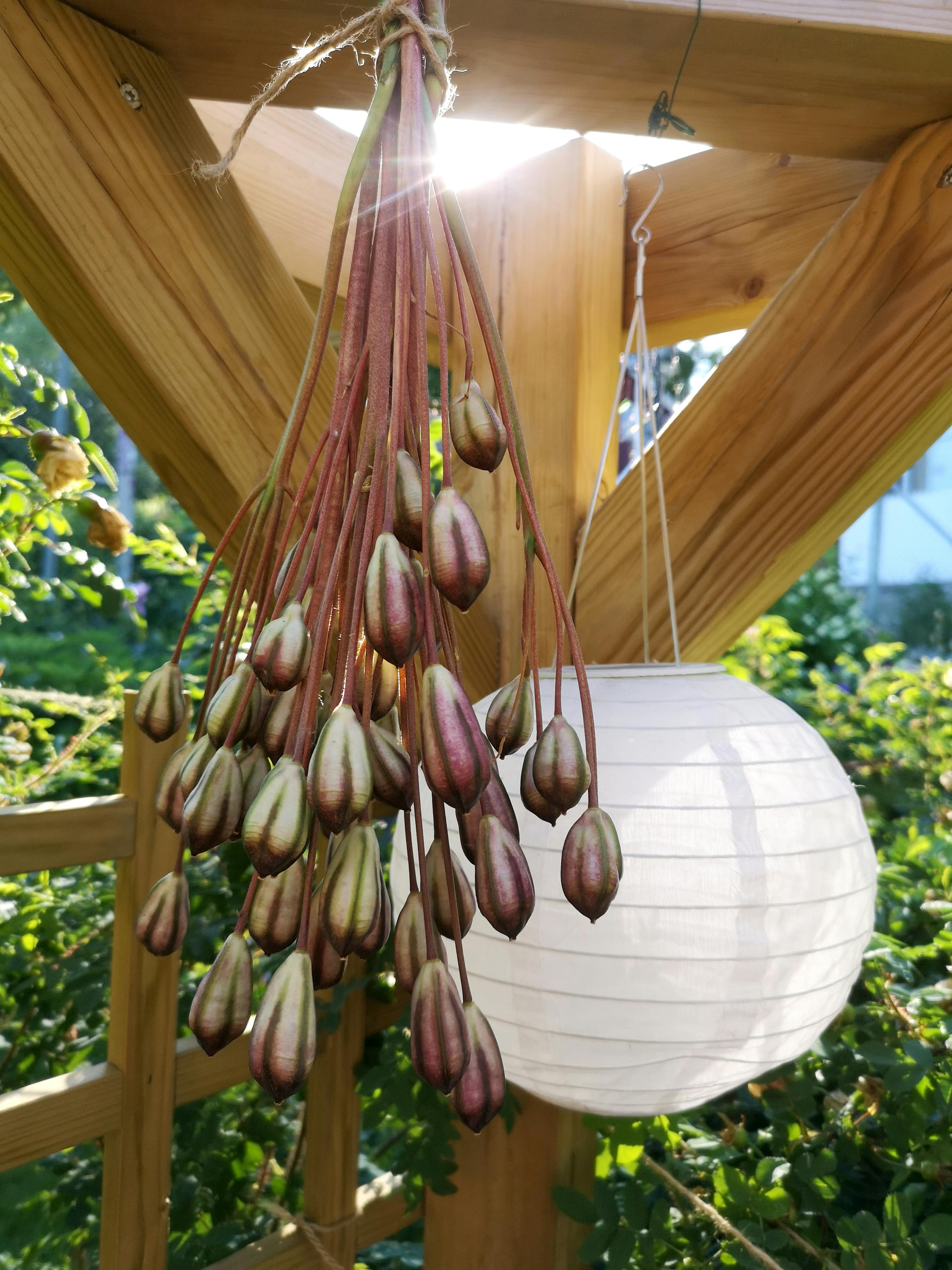 løk avblomstret