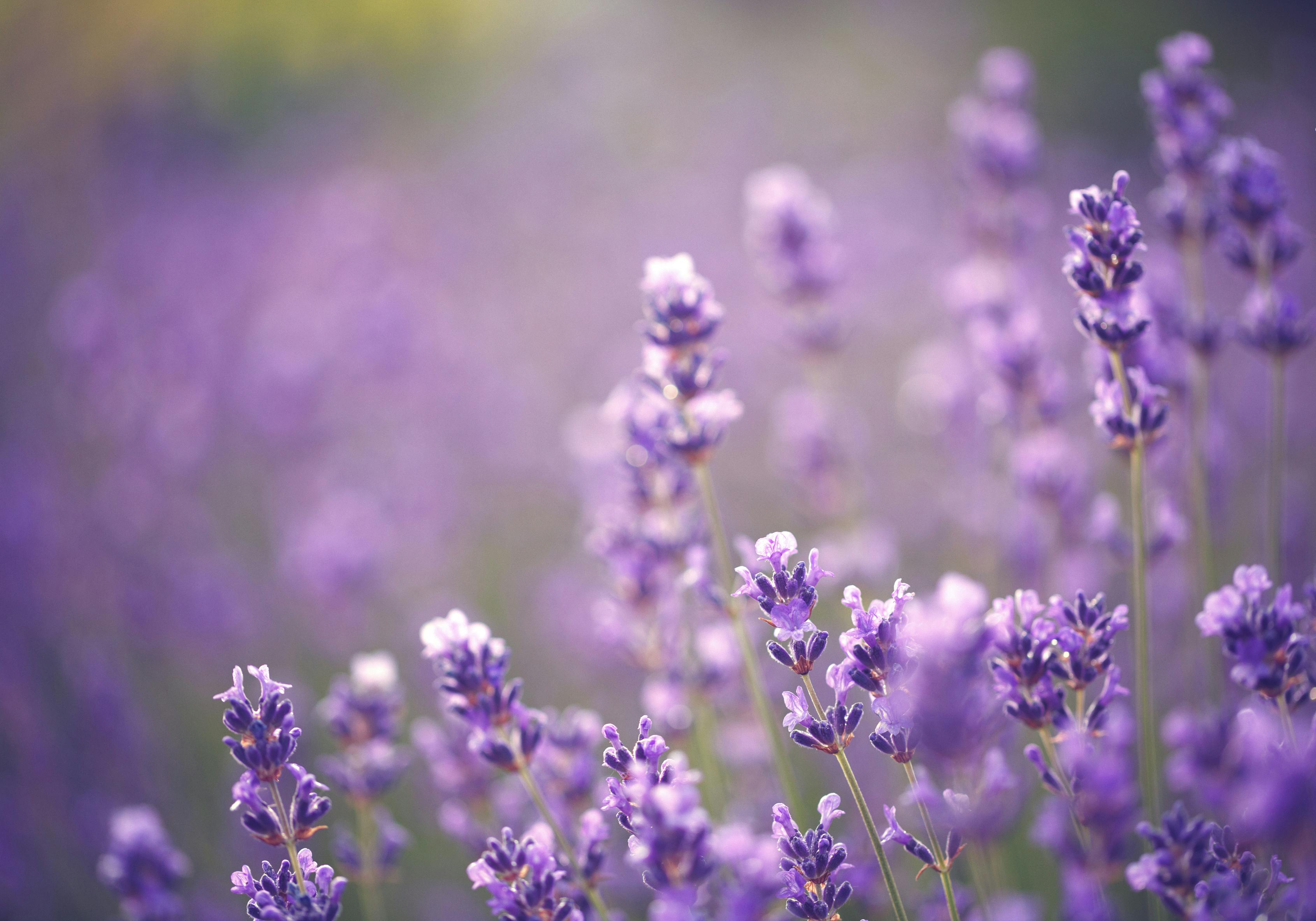 Lavendel