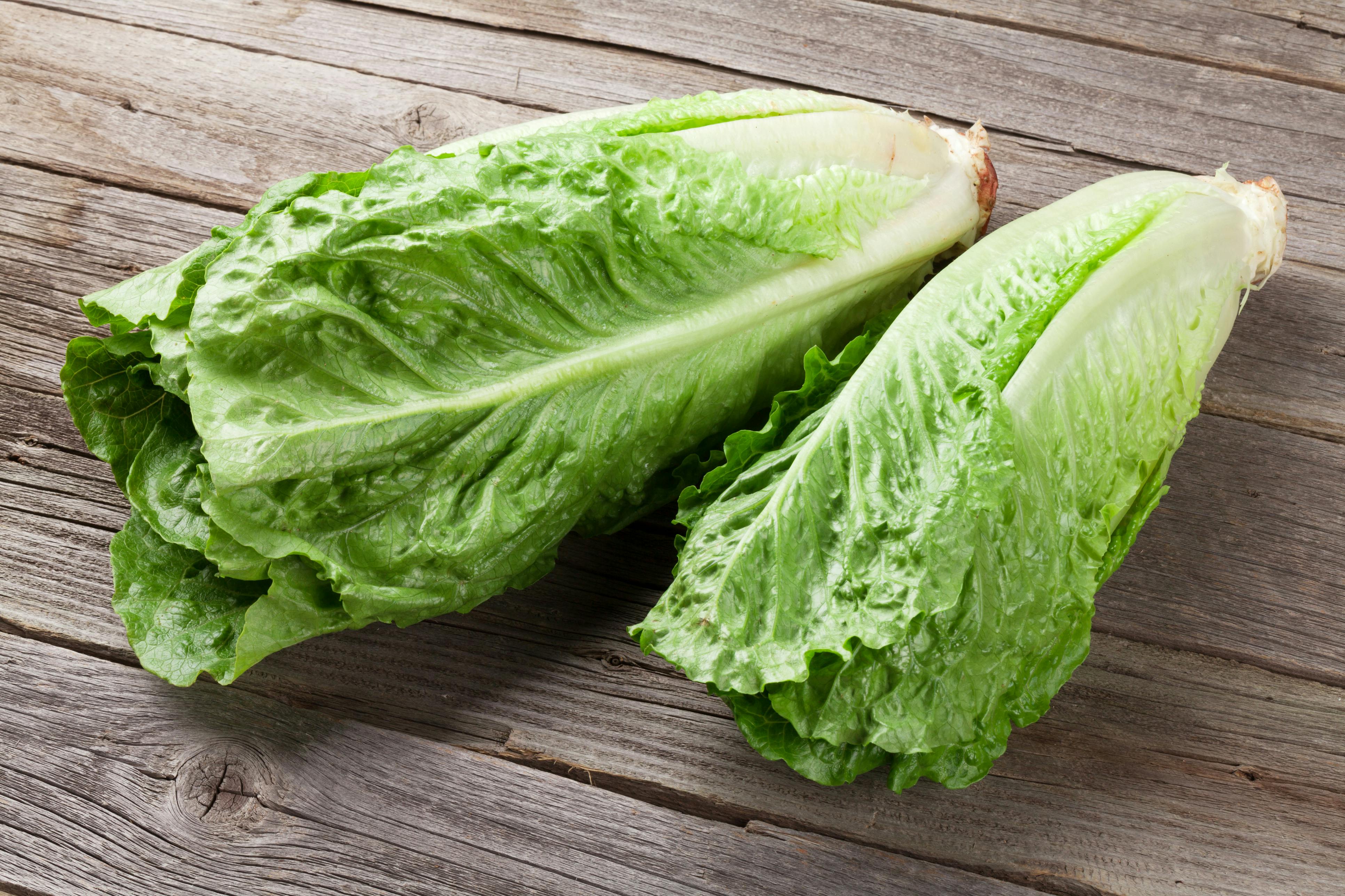 Romainesalat