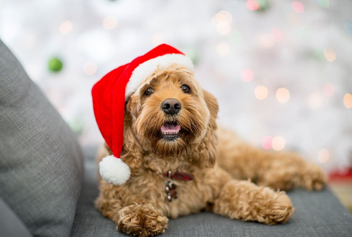 Normalt Morgen Medfølelse 9 julegaver, du kan give din hund | Woman.dk