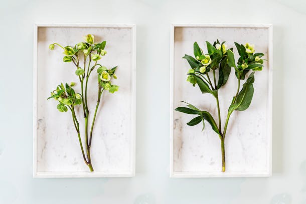 Helleborus met en zonder bladeren. Annette von Einem verwijdert altijd de grote, groene bladeren, zodat de mooie vorm van de takken en de kelken beter uitkomt. Helleborus met en zonder bladeren. Annette von Einem verwijdert altijd de grote, groene bladeren, zodat de mooie vorm van de takken en de kelken beter uitkomt.