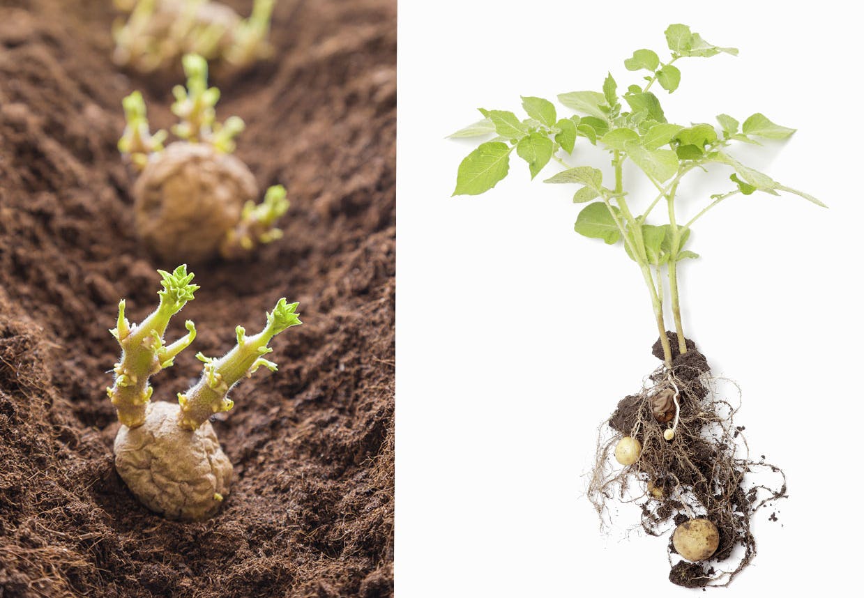 kartoffel plante spirer