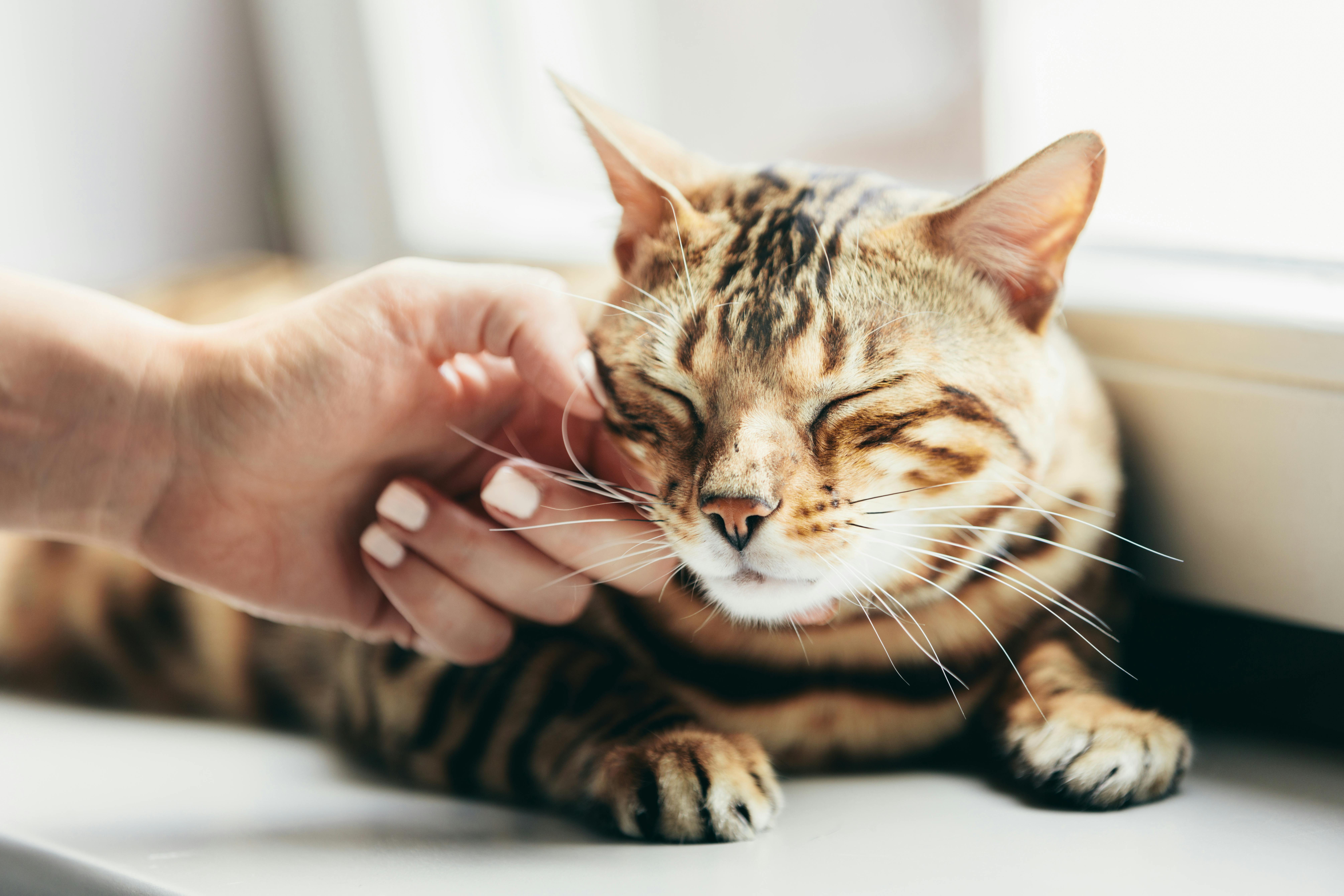 Katte er meget selvstændige, og derfor kan du godt overse nogle af deres behov. Kat bliver aet