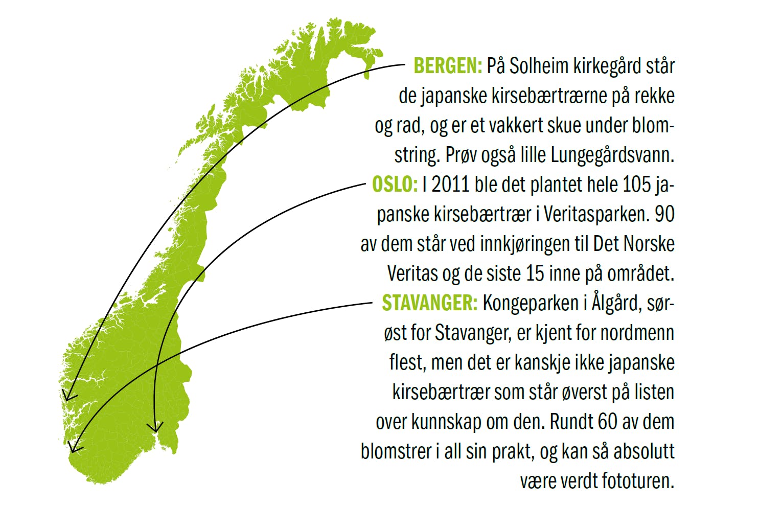 Kirsebærtræer i Norge Kirsebærtræer i Norge