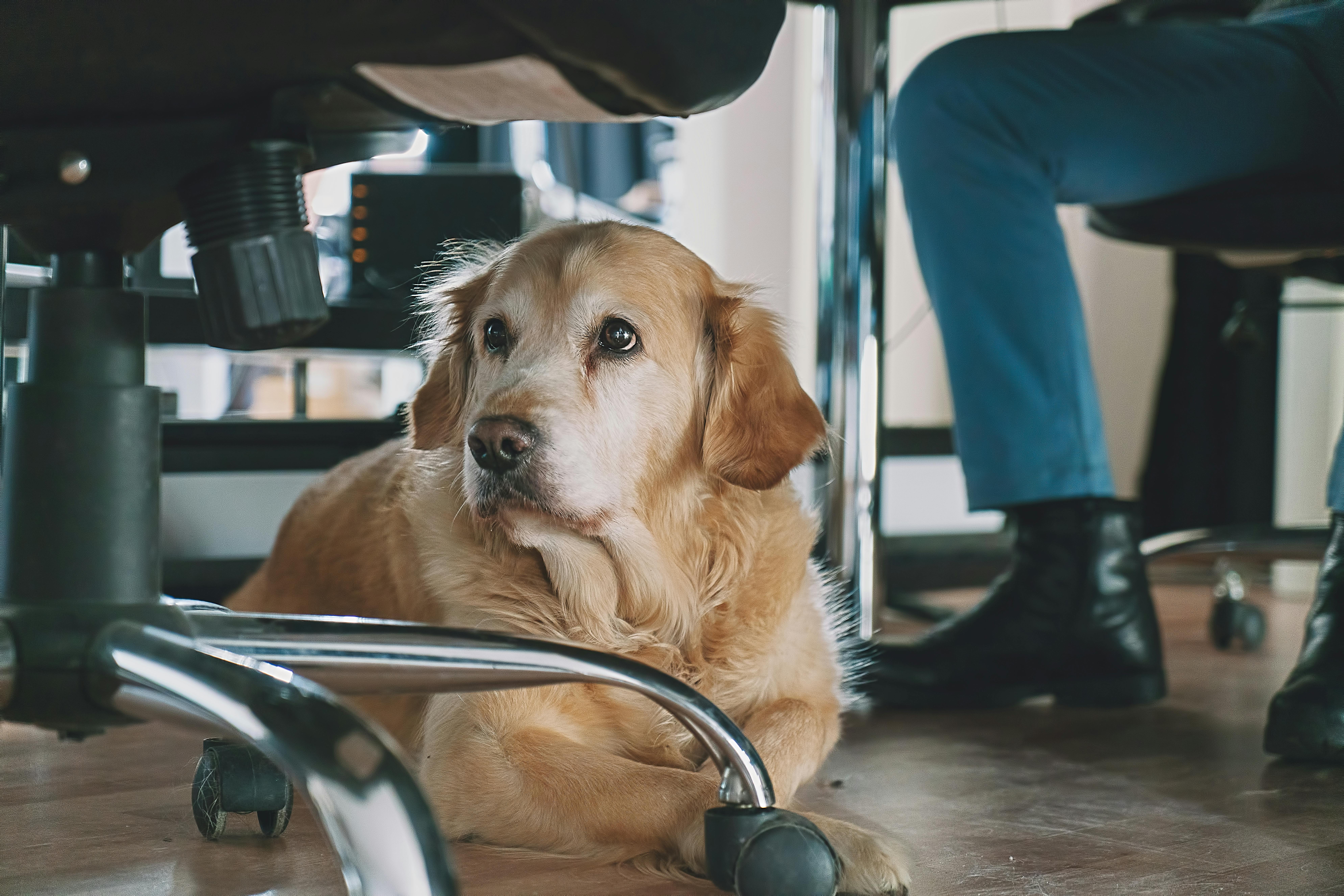 Hvis bare du viser et billede af Basse her, kan din chef umuligt sige nej til en kontorhund! Kæledyr på kontoret