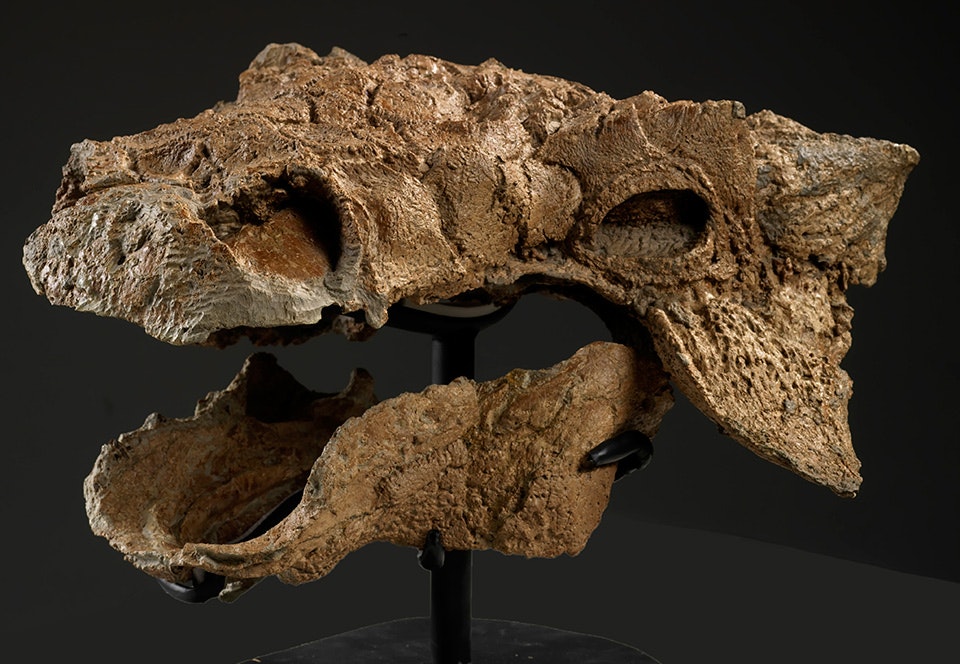 Ekstremt velbevaret dinosaur fundet i kmpe sten