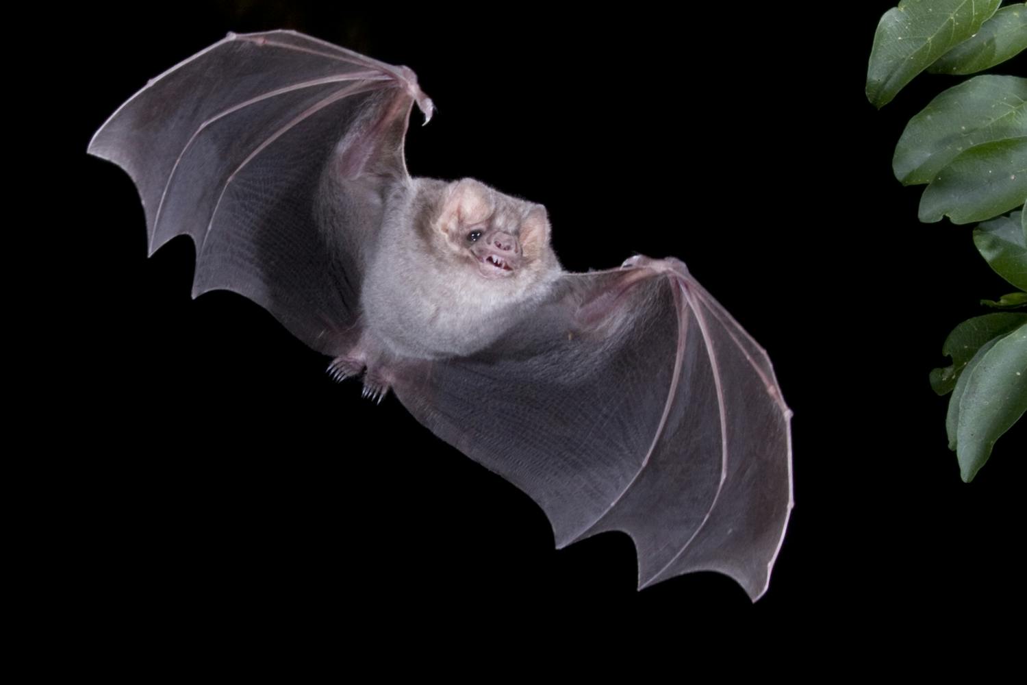Hairy-legged Vampire Bat