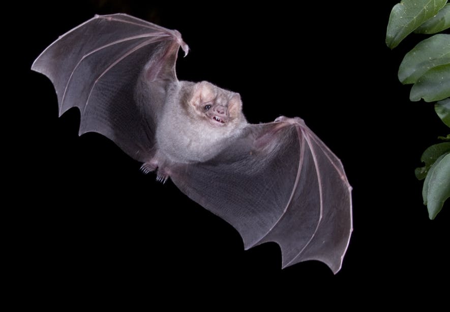 Hairy-legged Vampire Bat