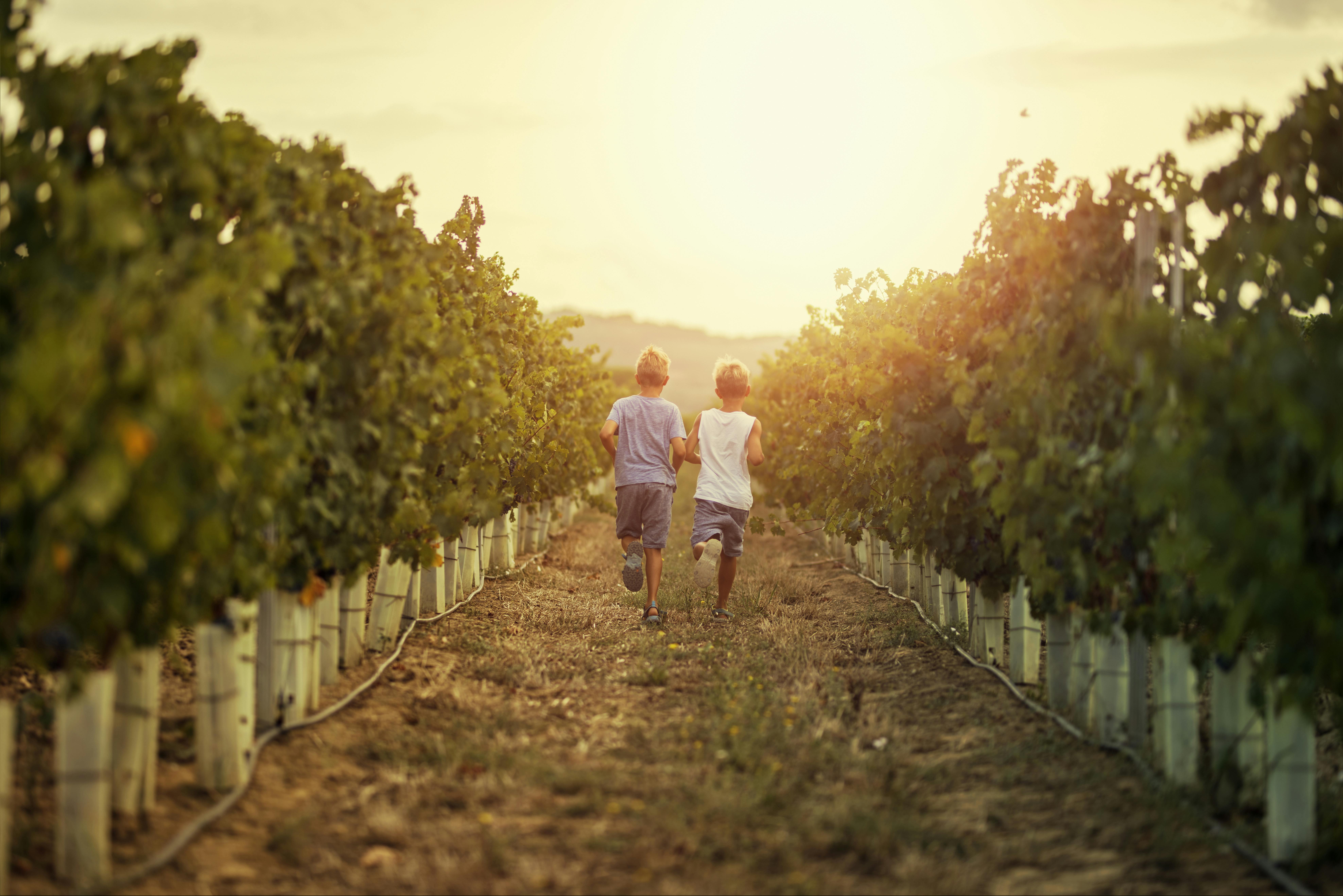 Piemontoe, Italia, reise, vinranker