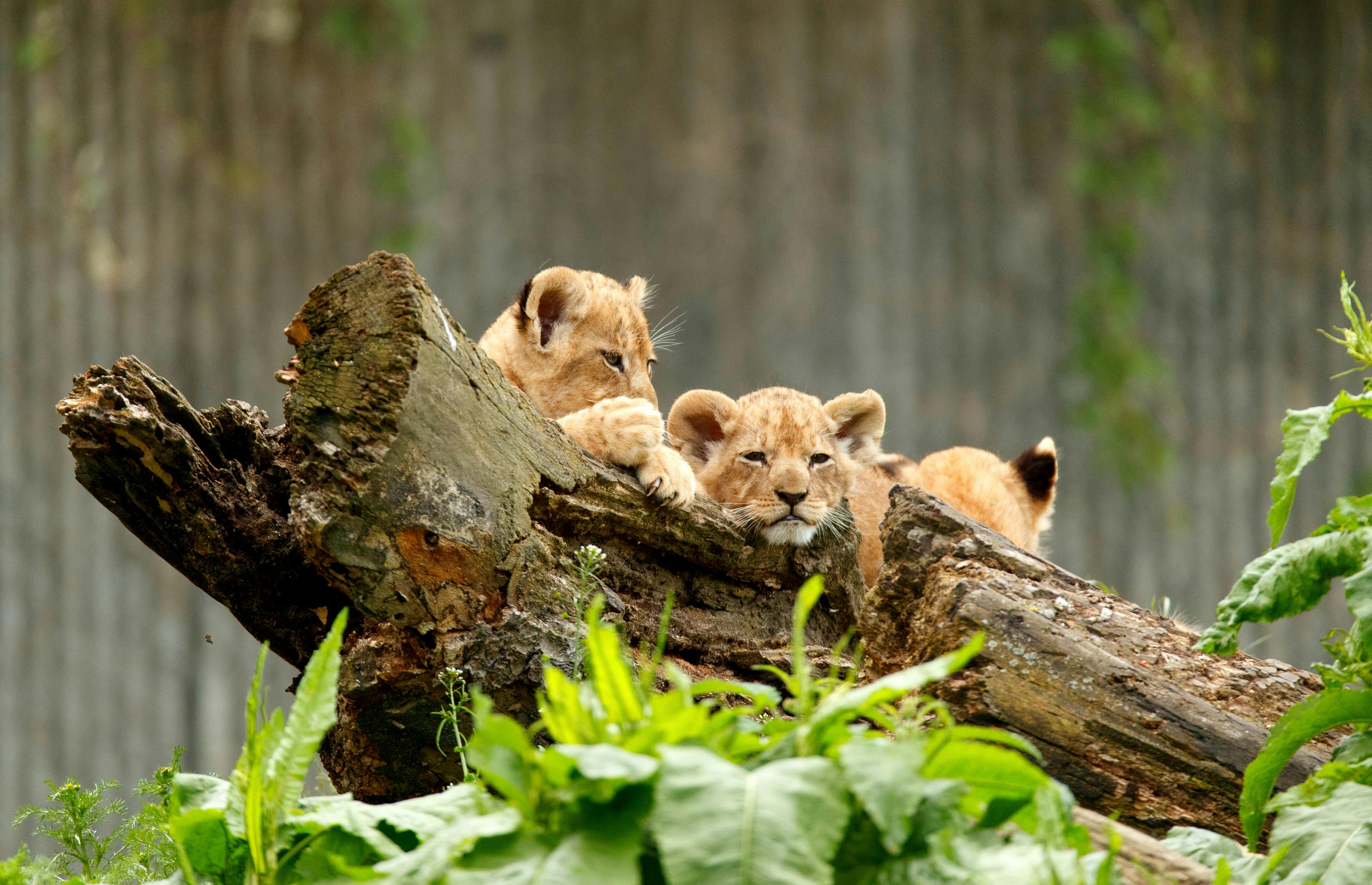 Du kan holde en vild bryllupsfest i Zoo. Løveunger i København Zoo