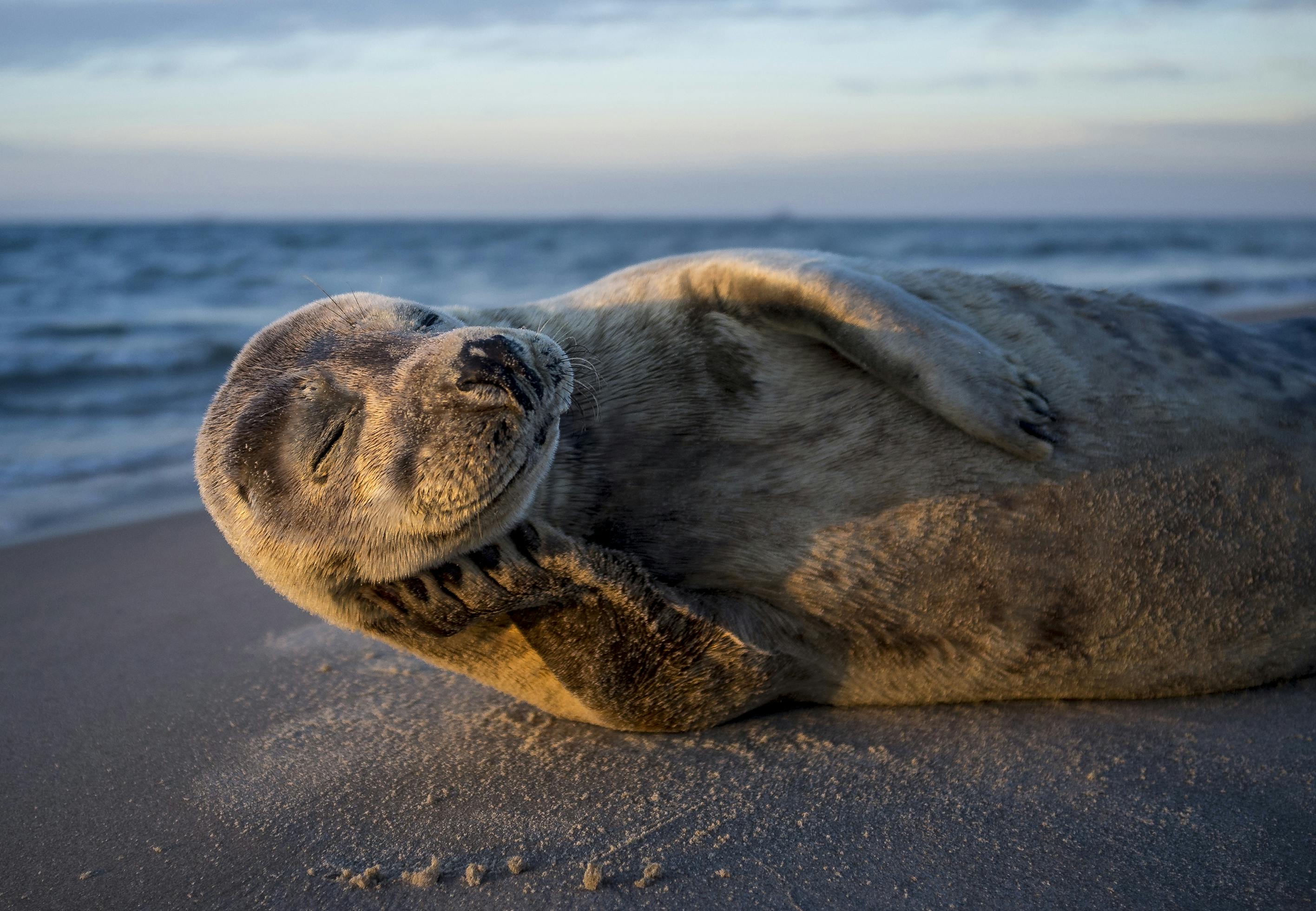 Sæl på stranden i Danmark
