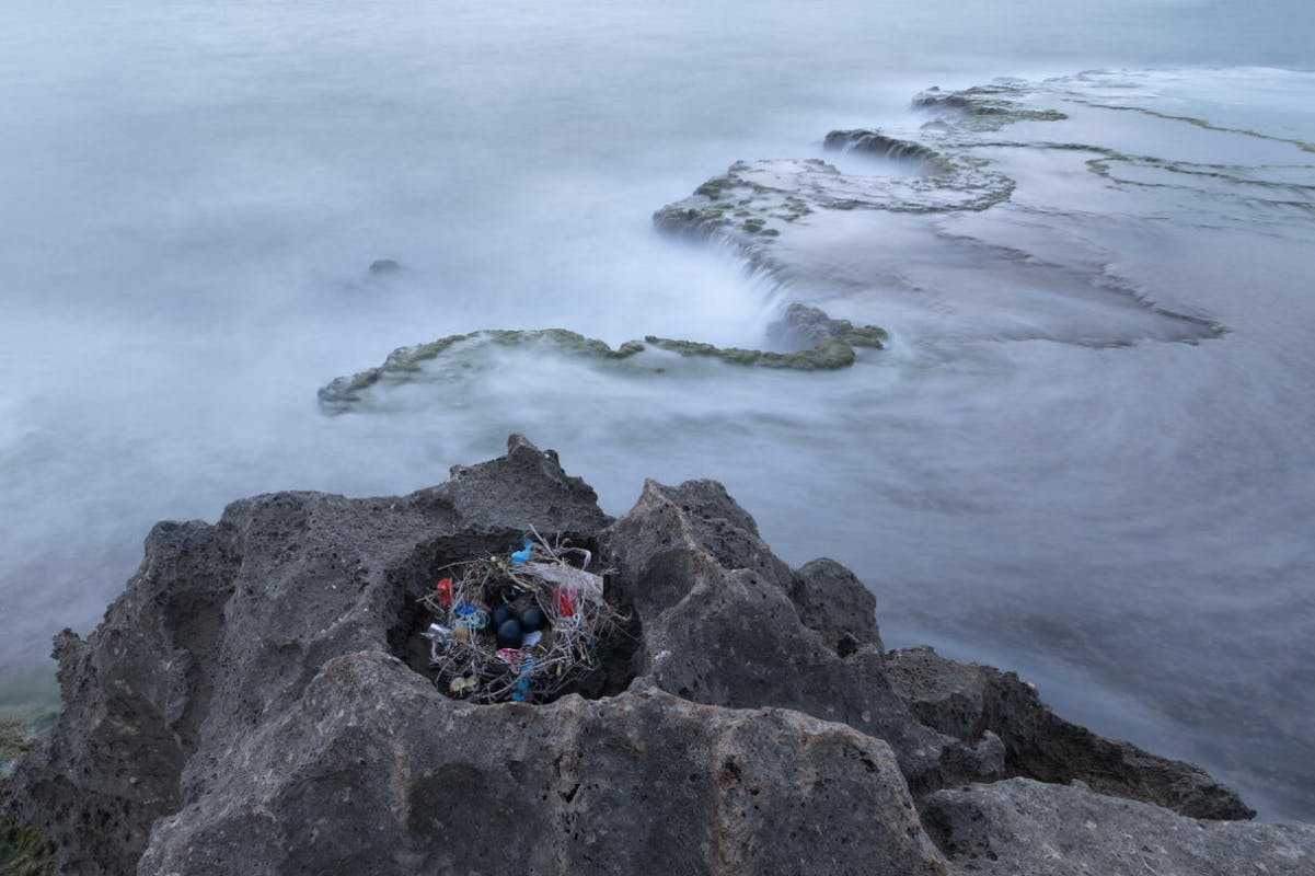 Maxim Sayapin – Vinnare – Wildlife in Crisis