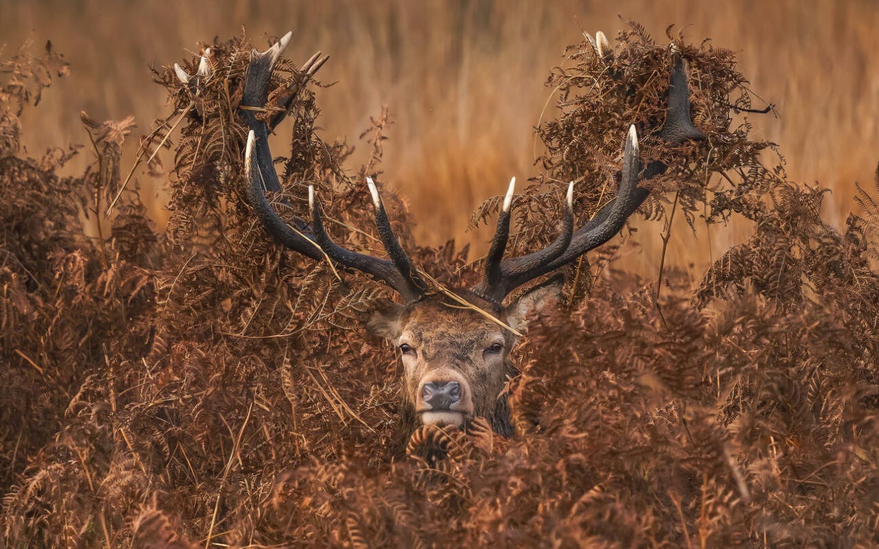 Mitchell Lewis – Vinnare av folkets röst, Incredible Wildlife