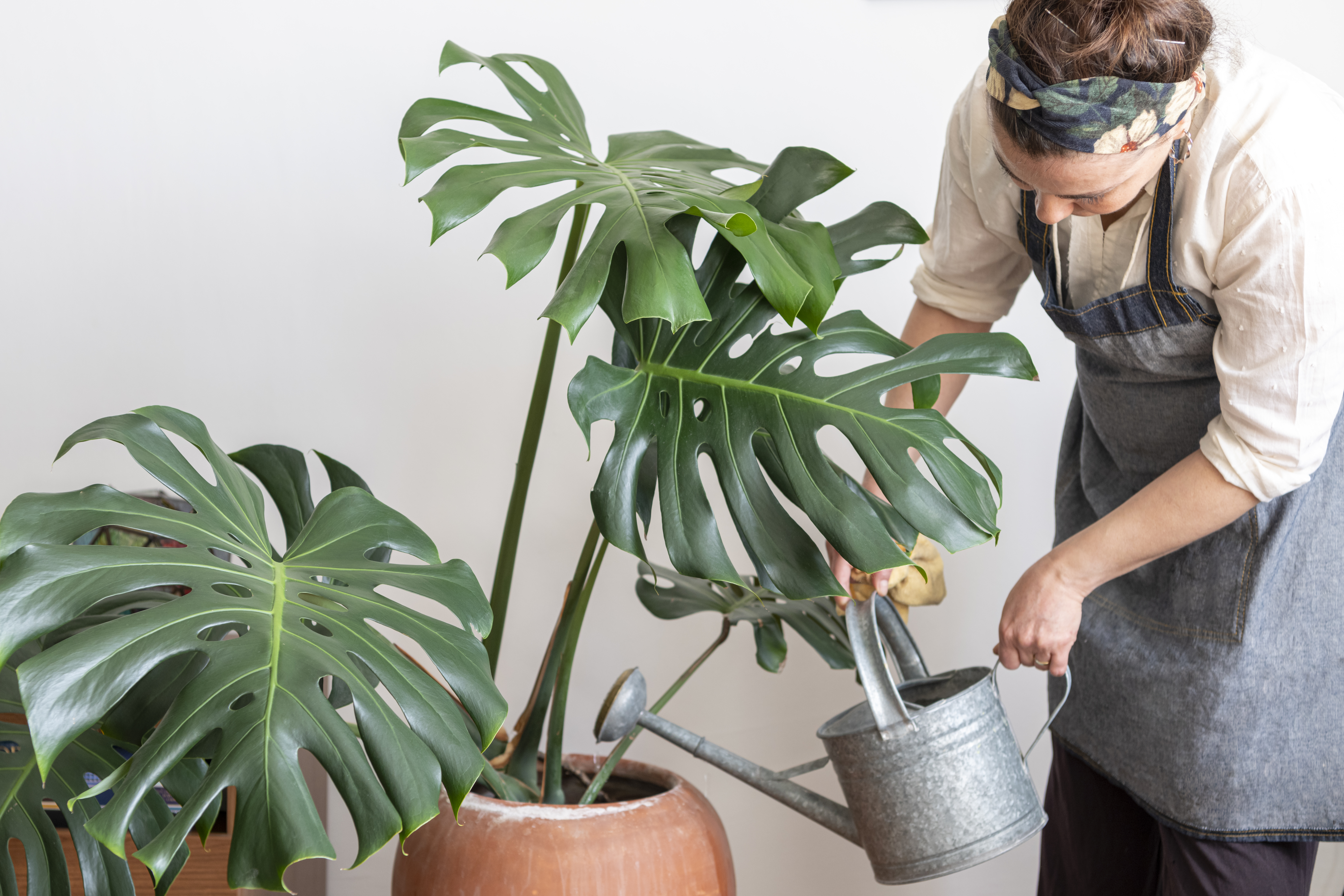 Bloggerplante – læs planter fra dit Insta-feed her | Woman.dk
