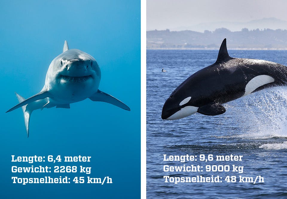 Haai vs Orka