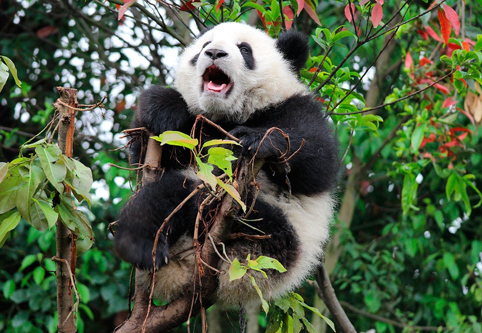 Pandaen m d!