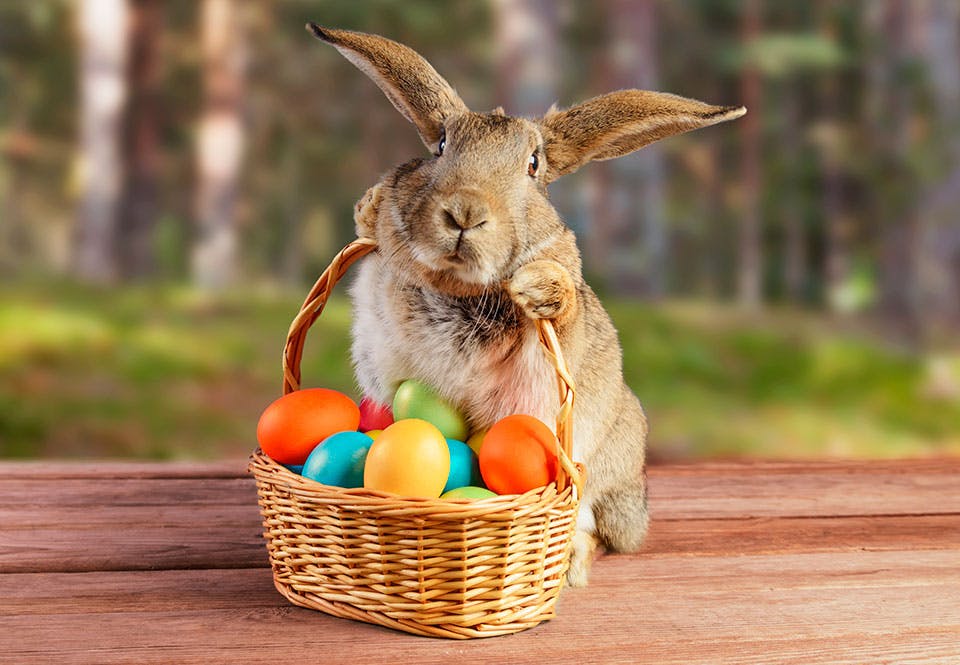 Easter bunny