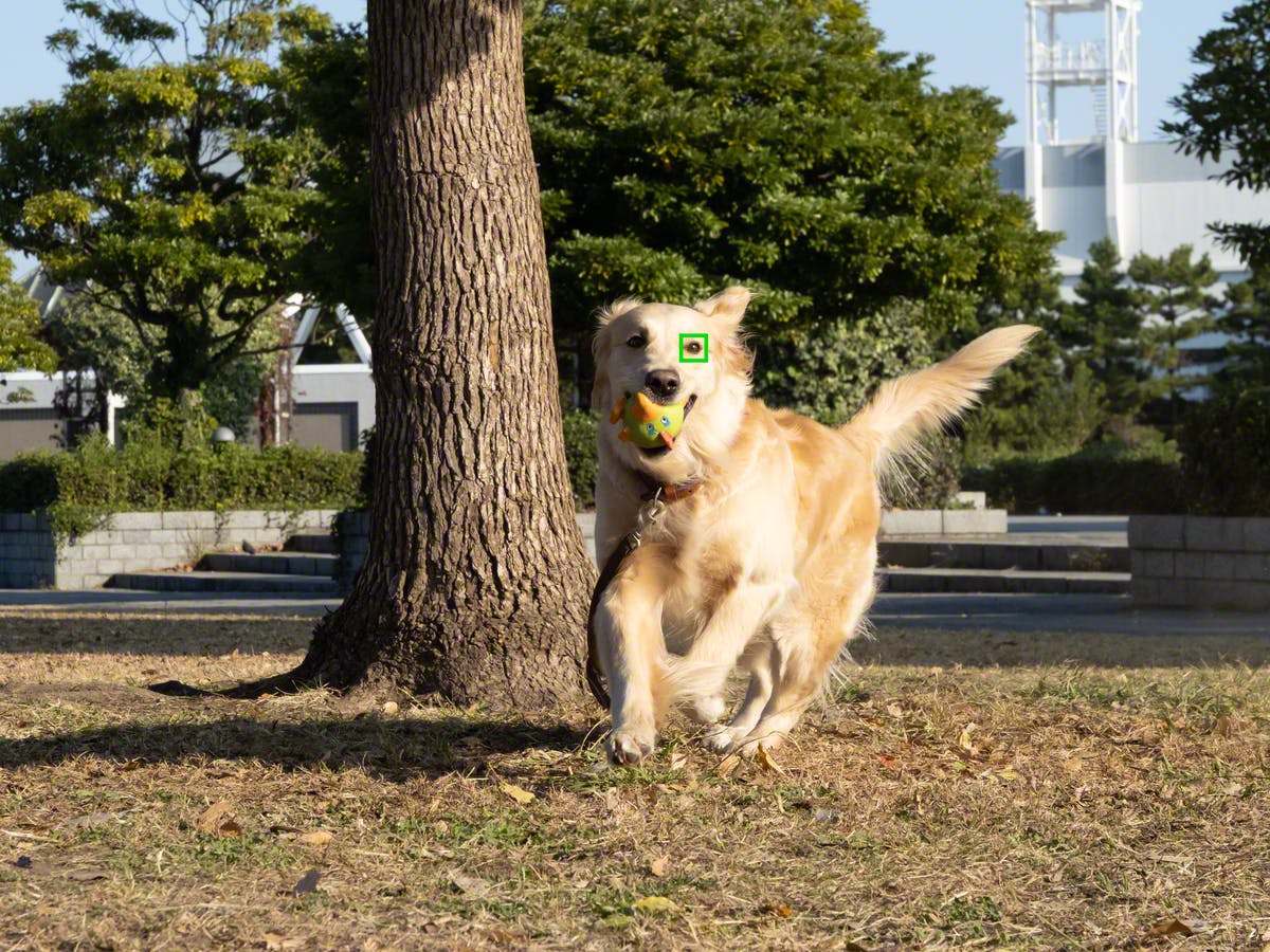 Hund registreres med øyefokus