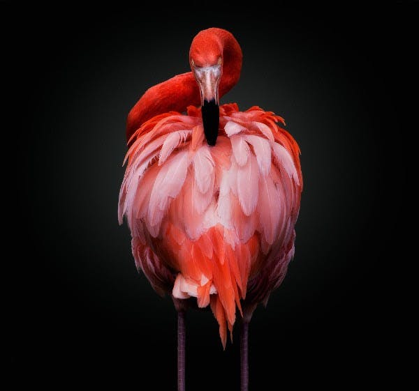 Flamingo fotografert av Pedro Jarque Krebs