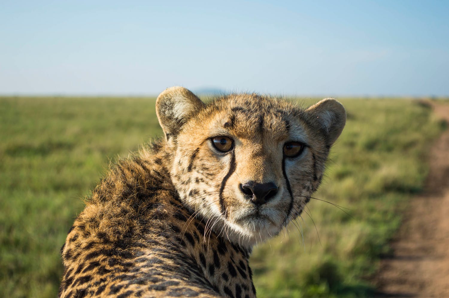 Roger Brendhagens bild av en gepard som hoppade upp på hans jeep i Tanzania.
