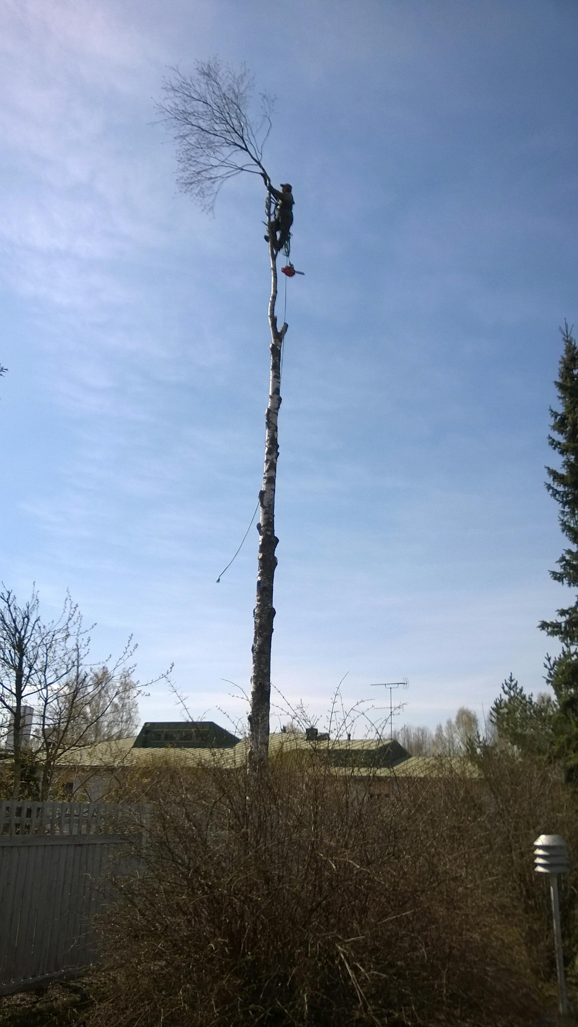 Man som klättrar upp i träd