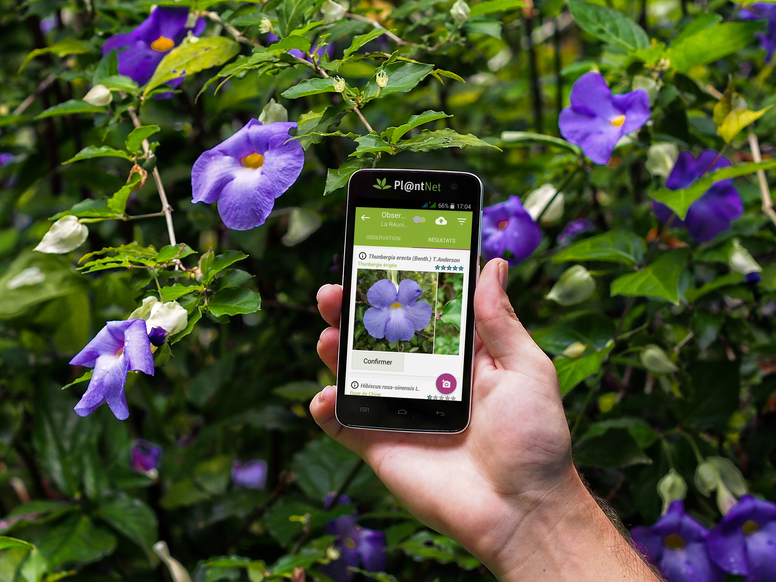 Hvilken er det? Få planteleksikon i lommen smart app | Komputer.dk