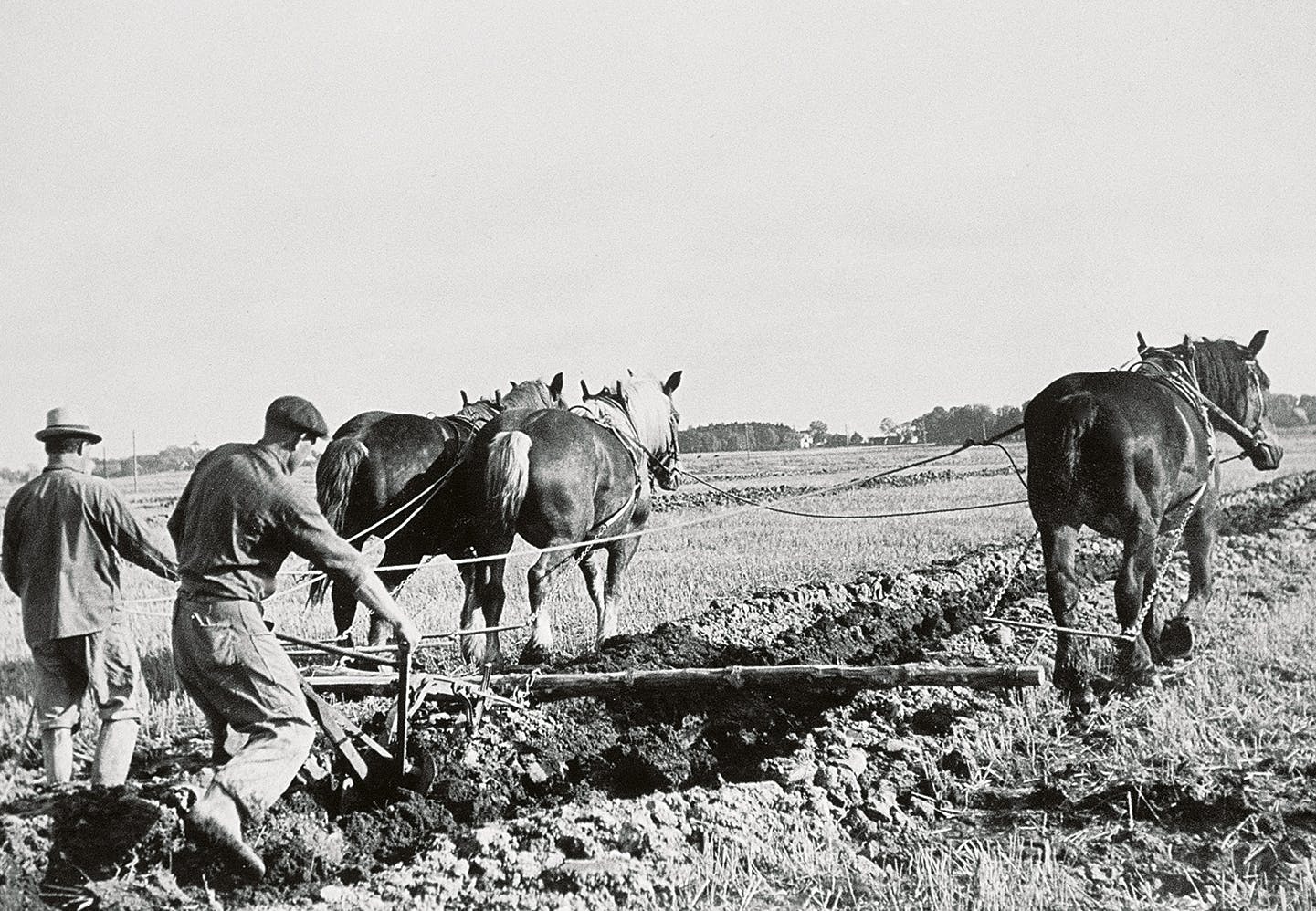 Plöjning med häst någonstans i Sverige, 1900-tal, odaterad bild.