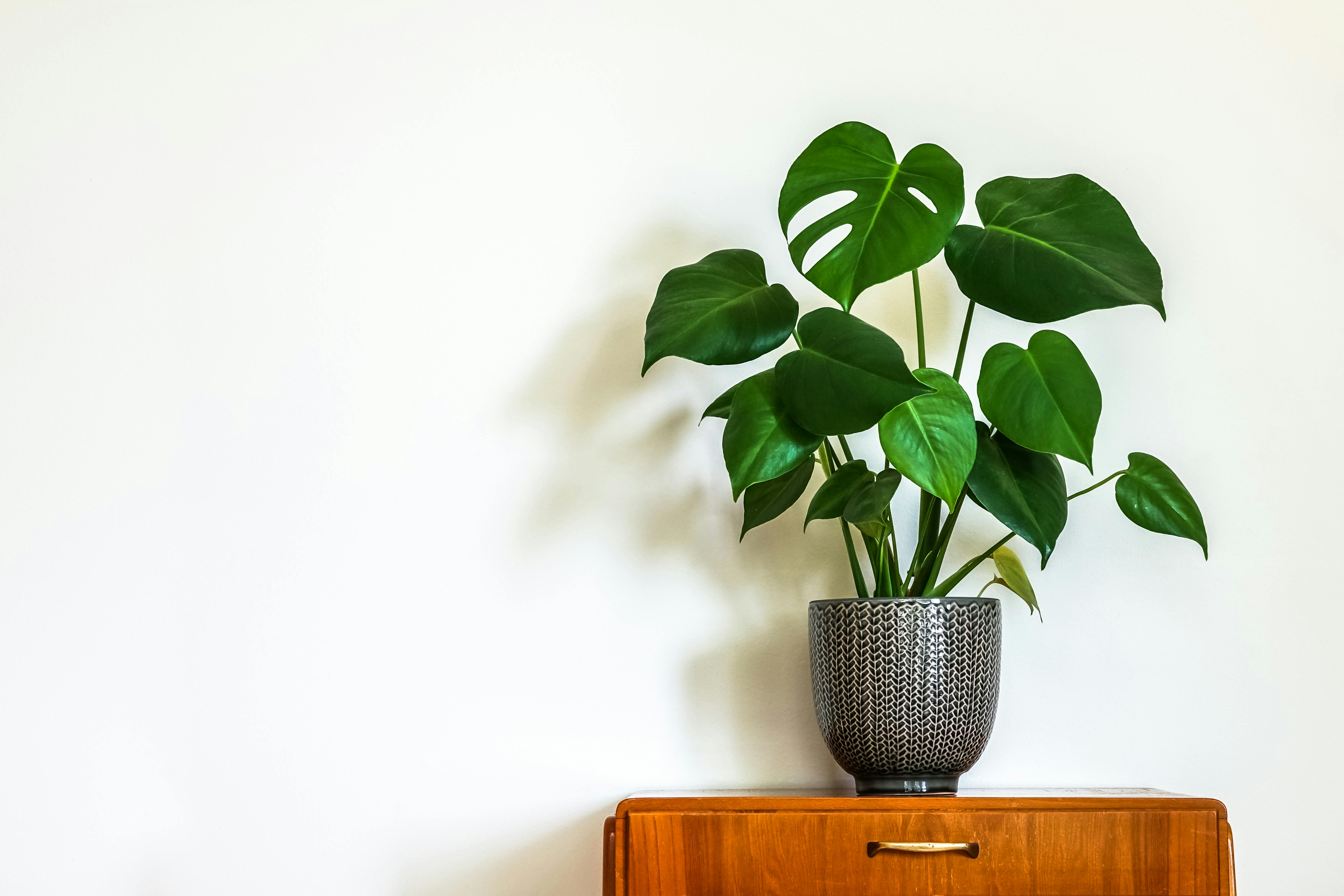 Giv din plante en ny potte og lidt ny jord. Det vil gøre underværker! Potteplante i stuen
