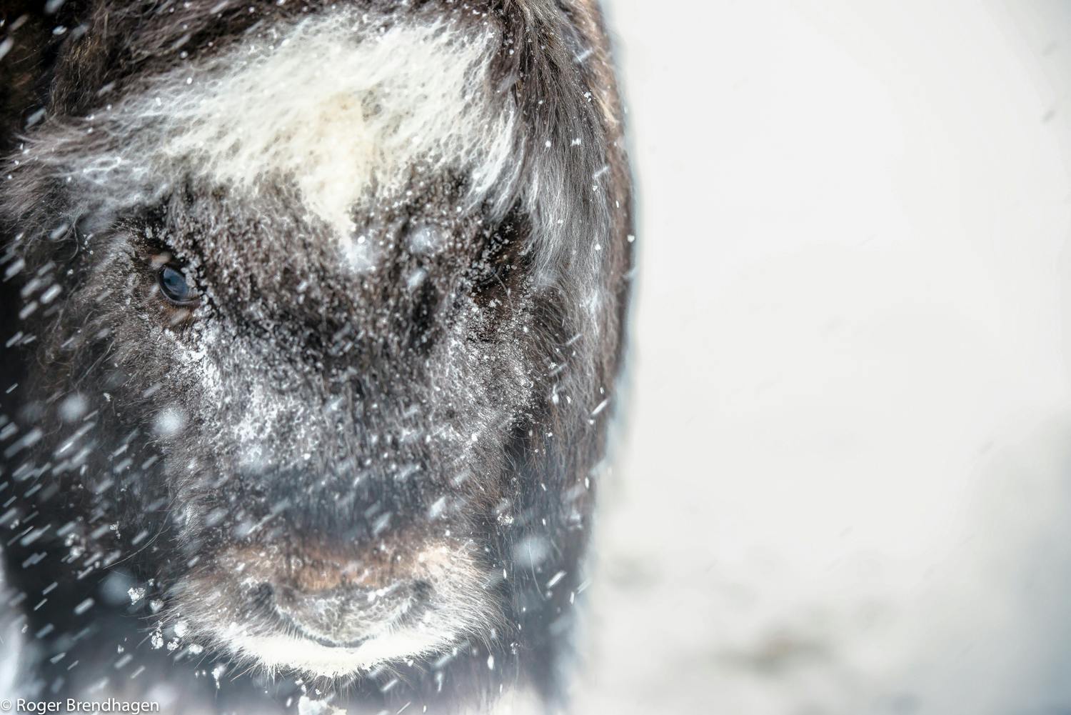 Myskoxe fotograferad av Roger Brendhagen