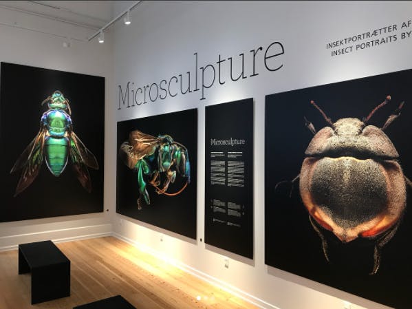 Imponerende udstilling microsculptures af levon biss