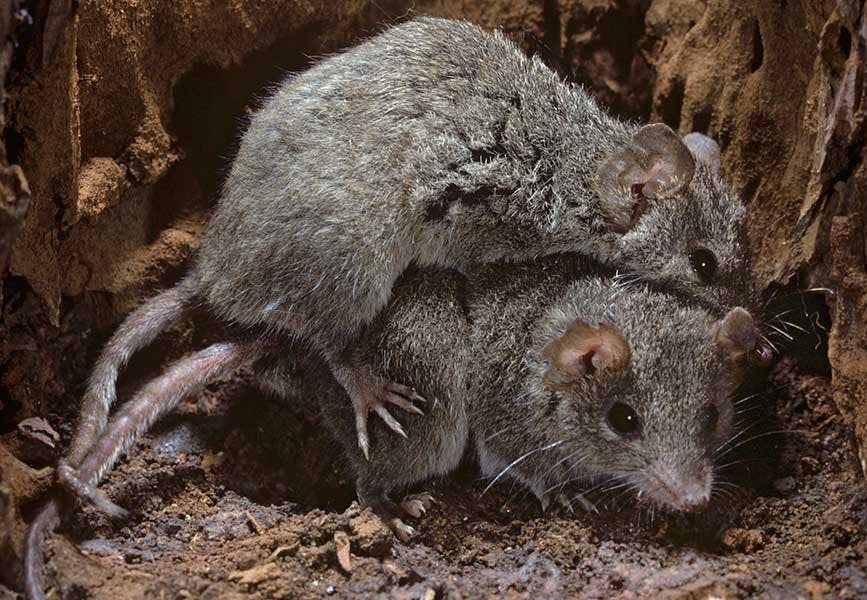 wild van seks gewelddadige seks – dierenseks buideldier