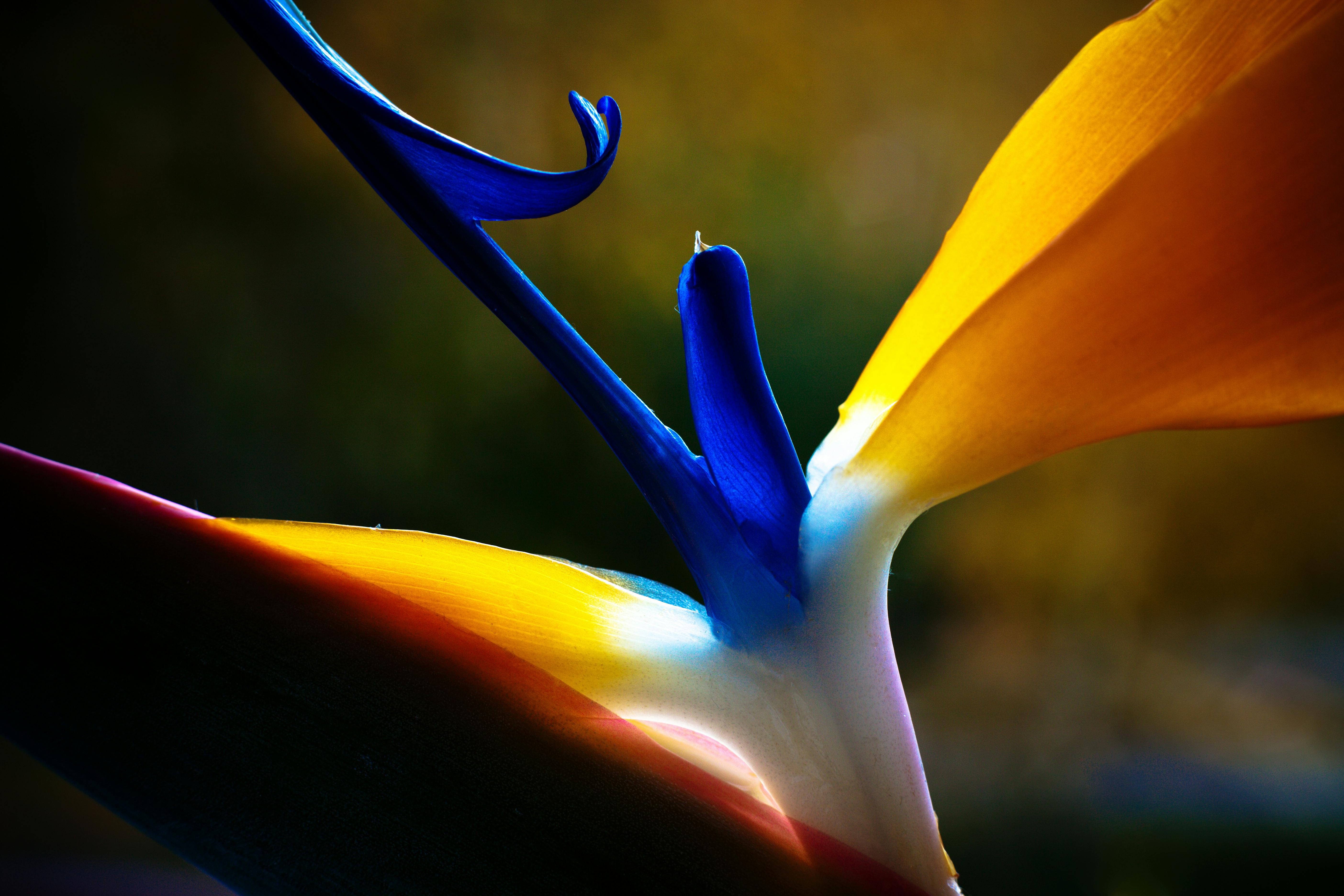 Makrofotografi av blomst