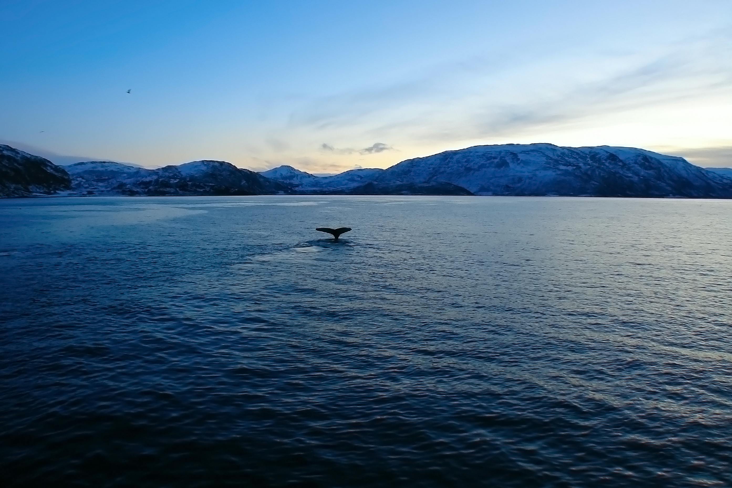 Hval dykker i det svage blå lys
